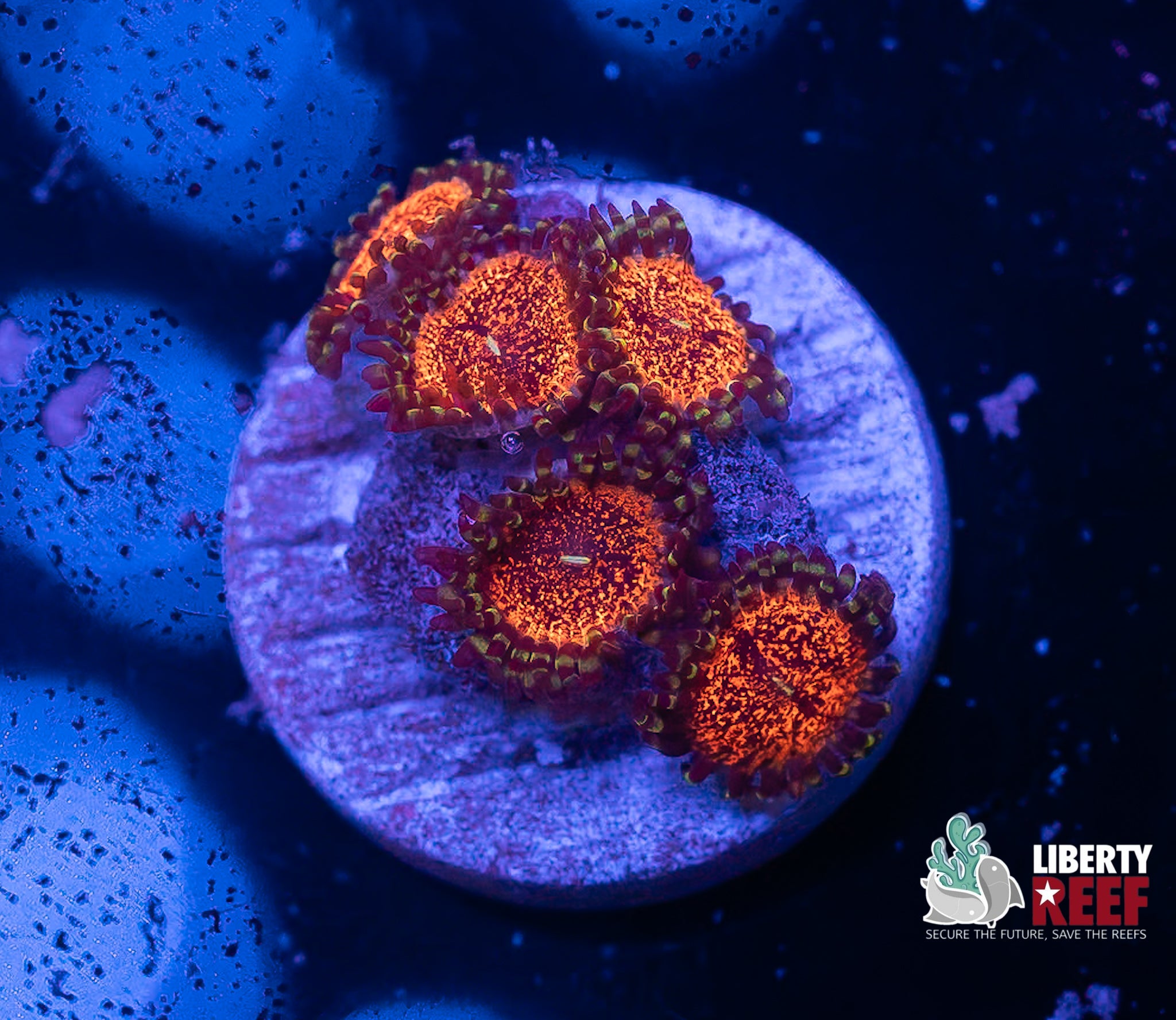 Nightmare Zoas