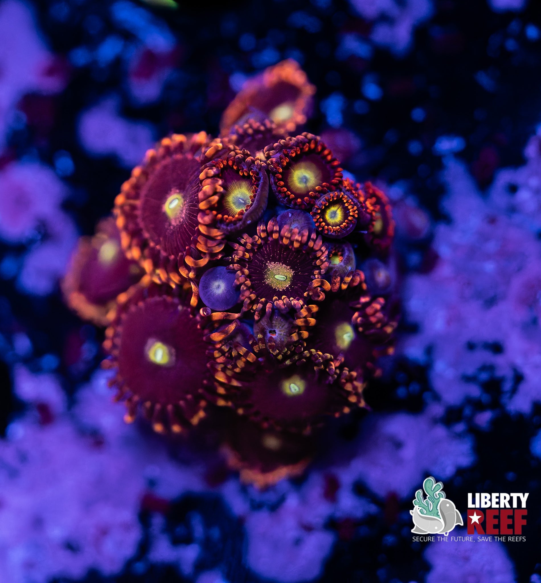 Big R Bozo Birthday Combo Zoas