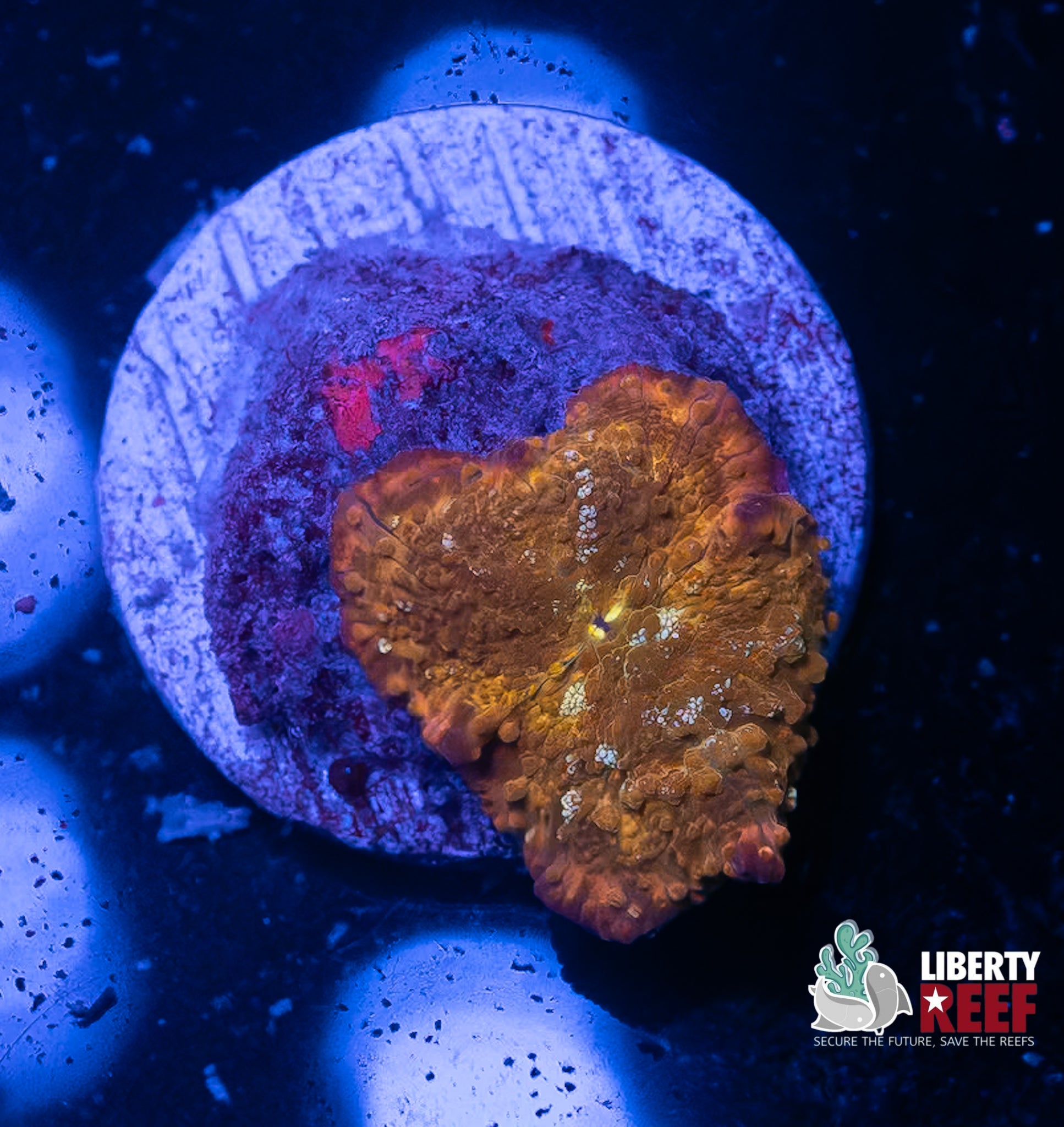 Bubbly Burnt Embers Mushroom
