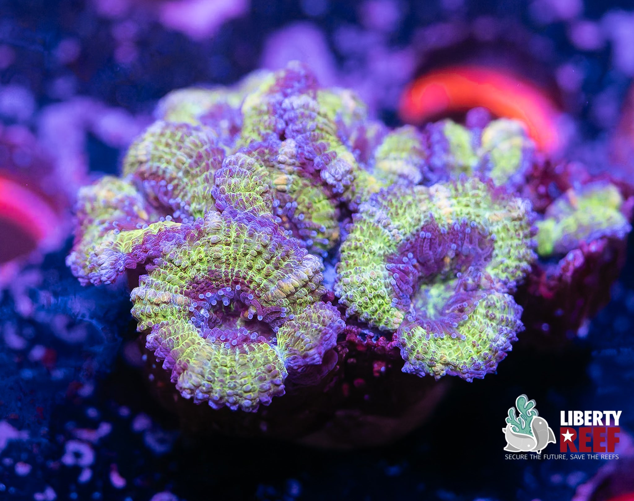 Wicked Acan