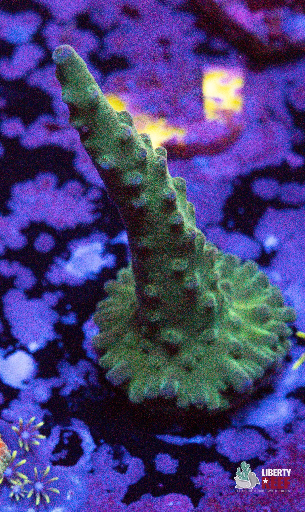 10/31 Online Auction