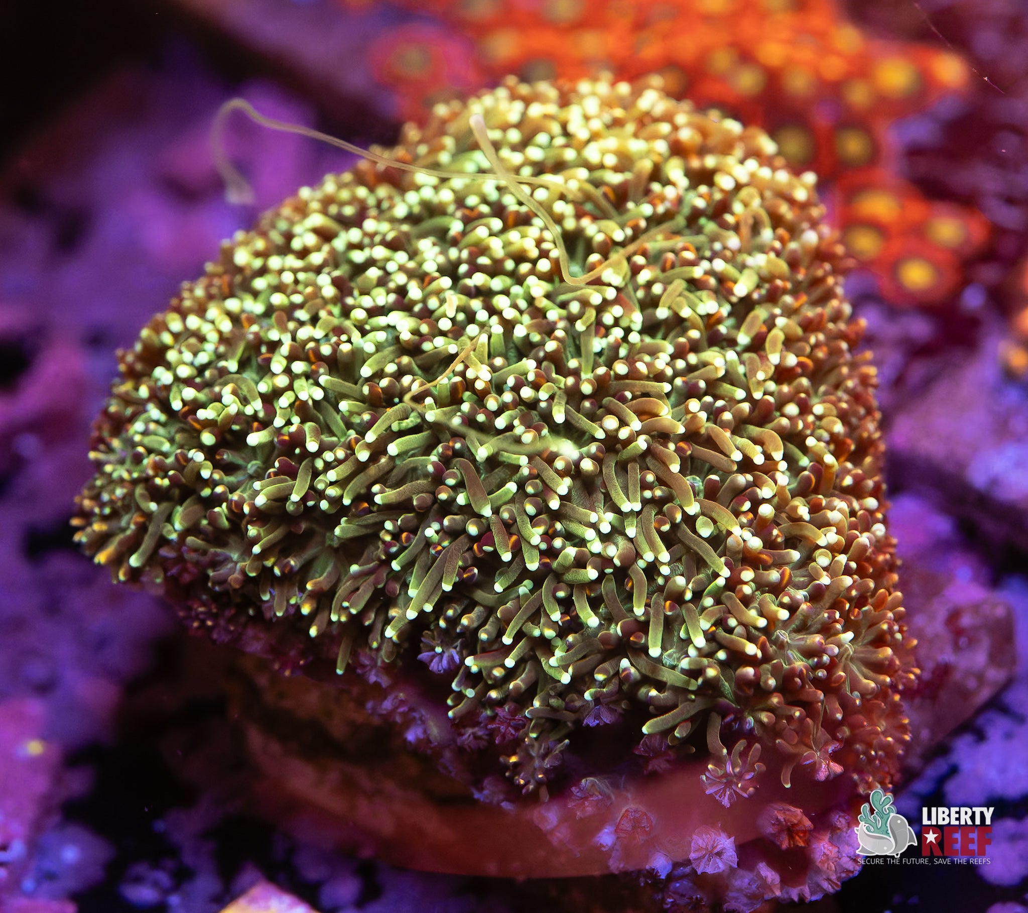 10/31 Online Auction