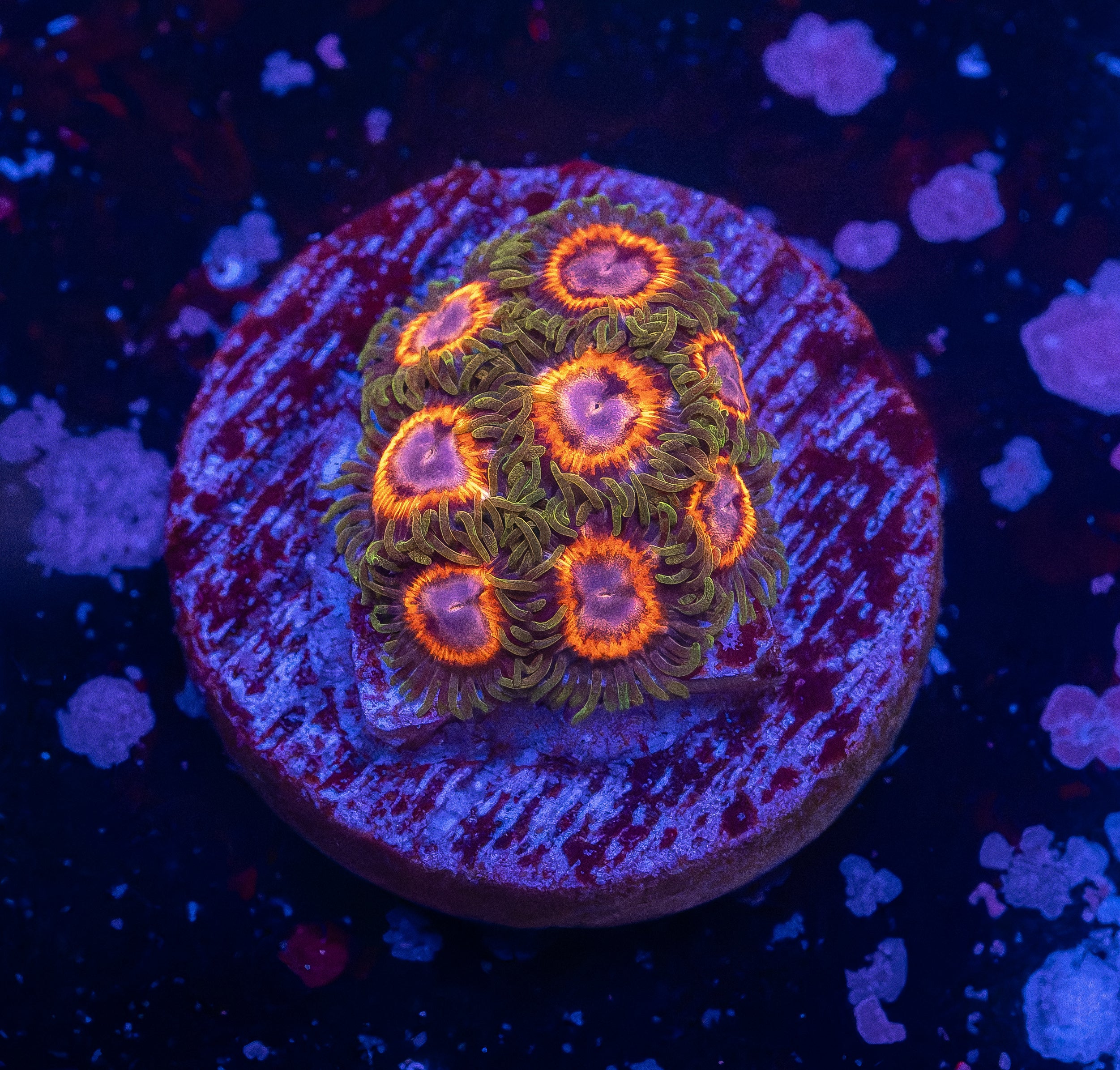 Whammin’ Watermelon Zoas