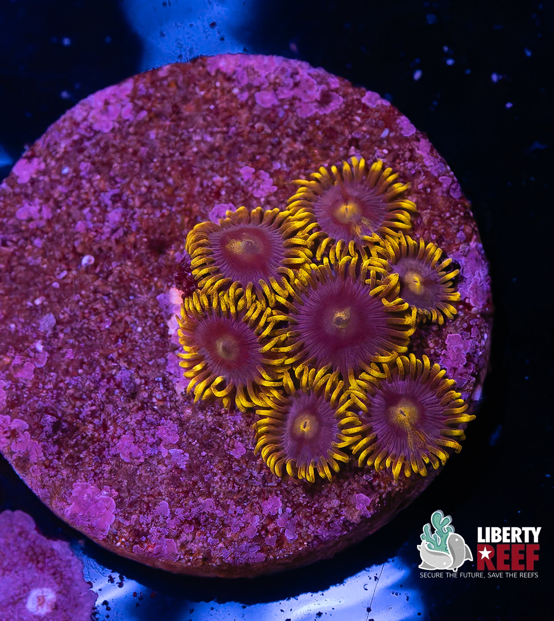 Blueberry Pie Zoas