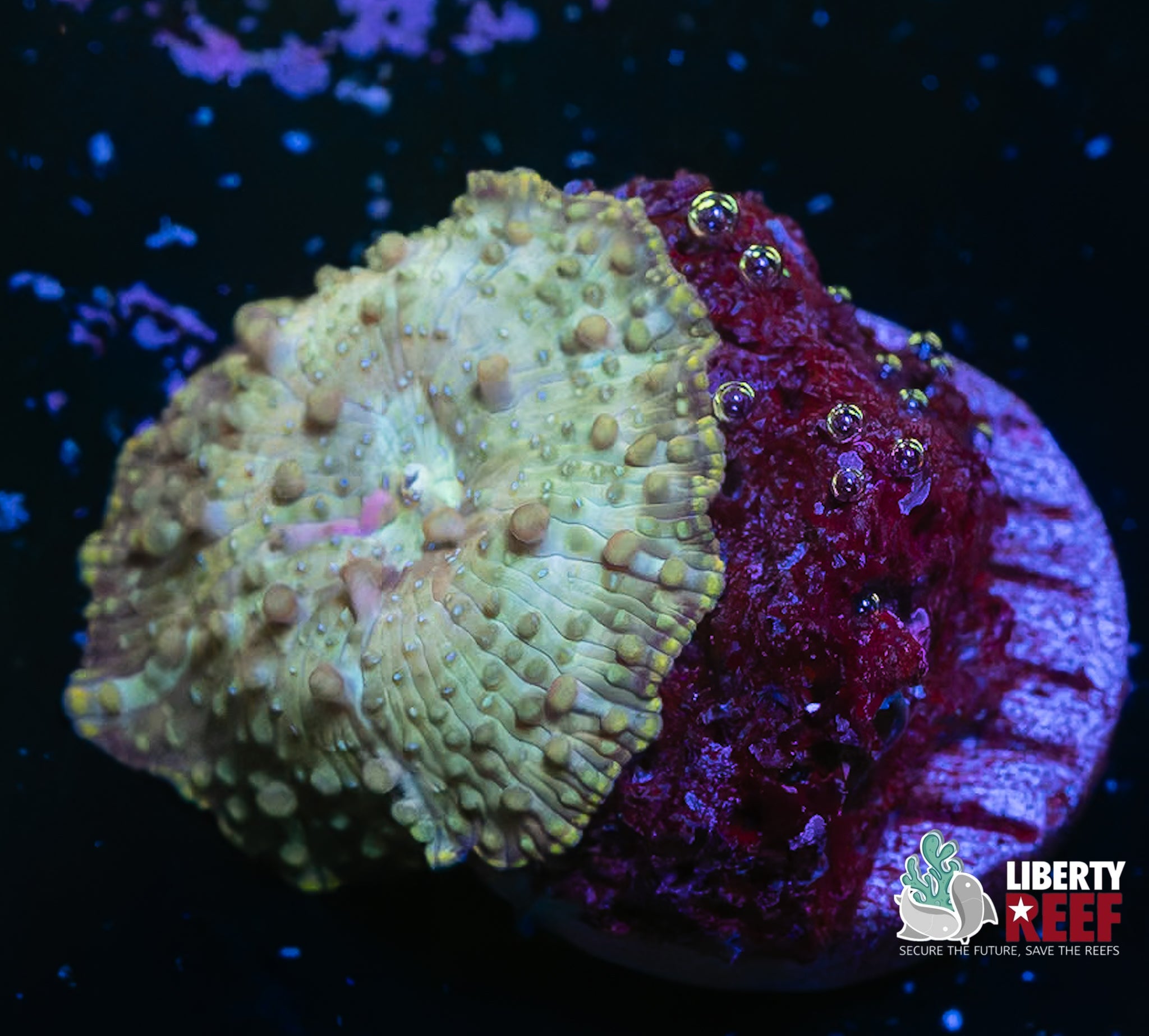 Knobby Green Discoma Mushroom