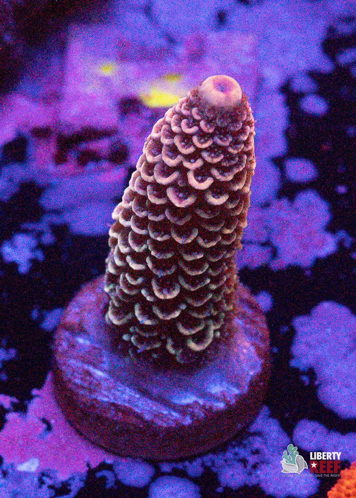 10/31 Online Auction