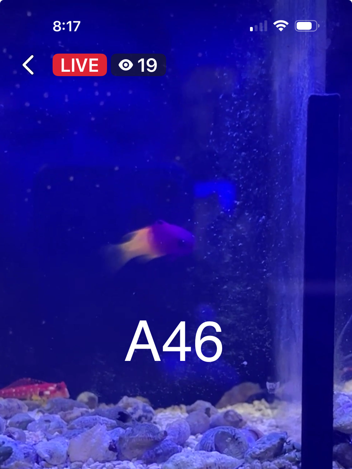 9/6 Facebook Live Auction