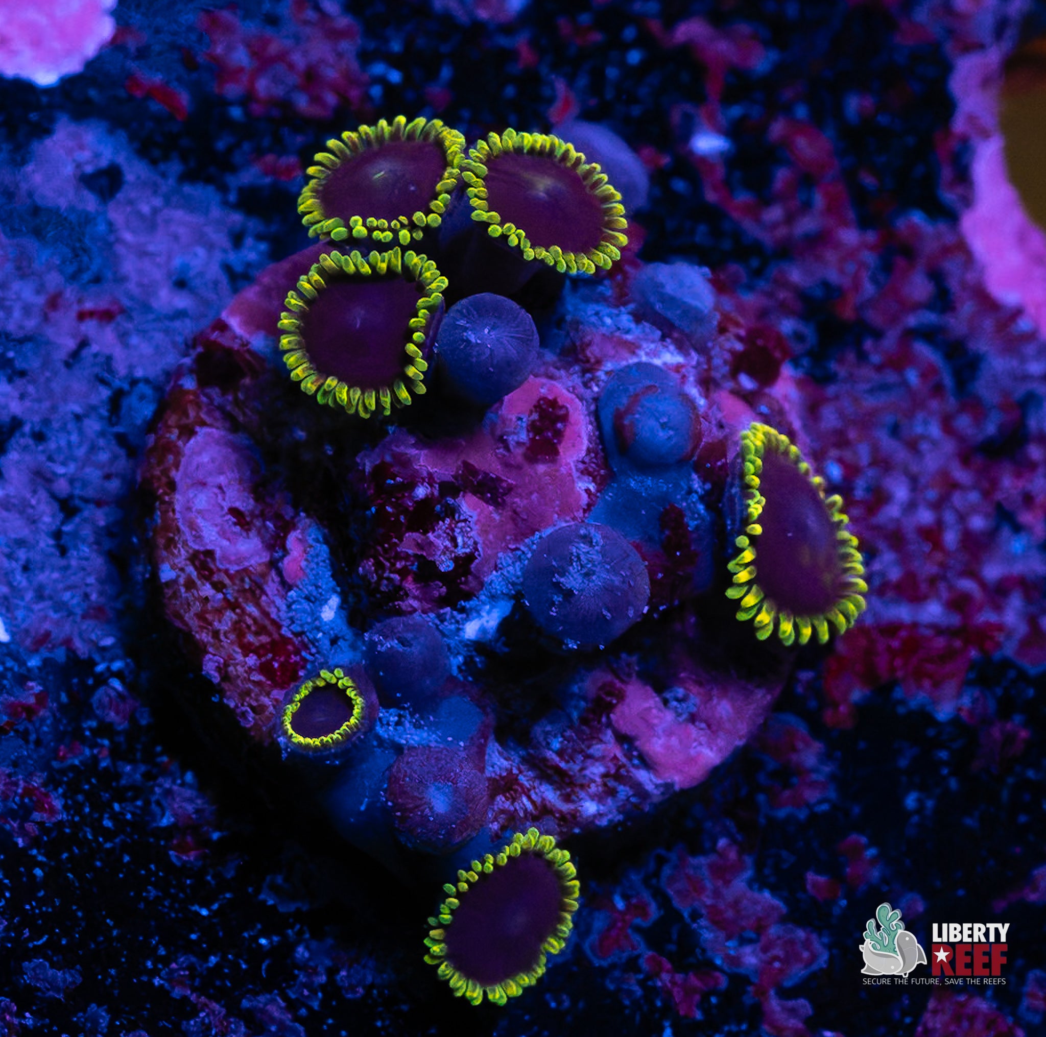 WWC Purple Heart Zoas
