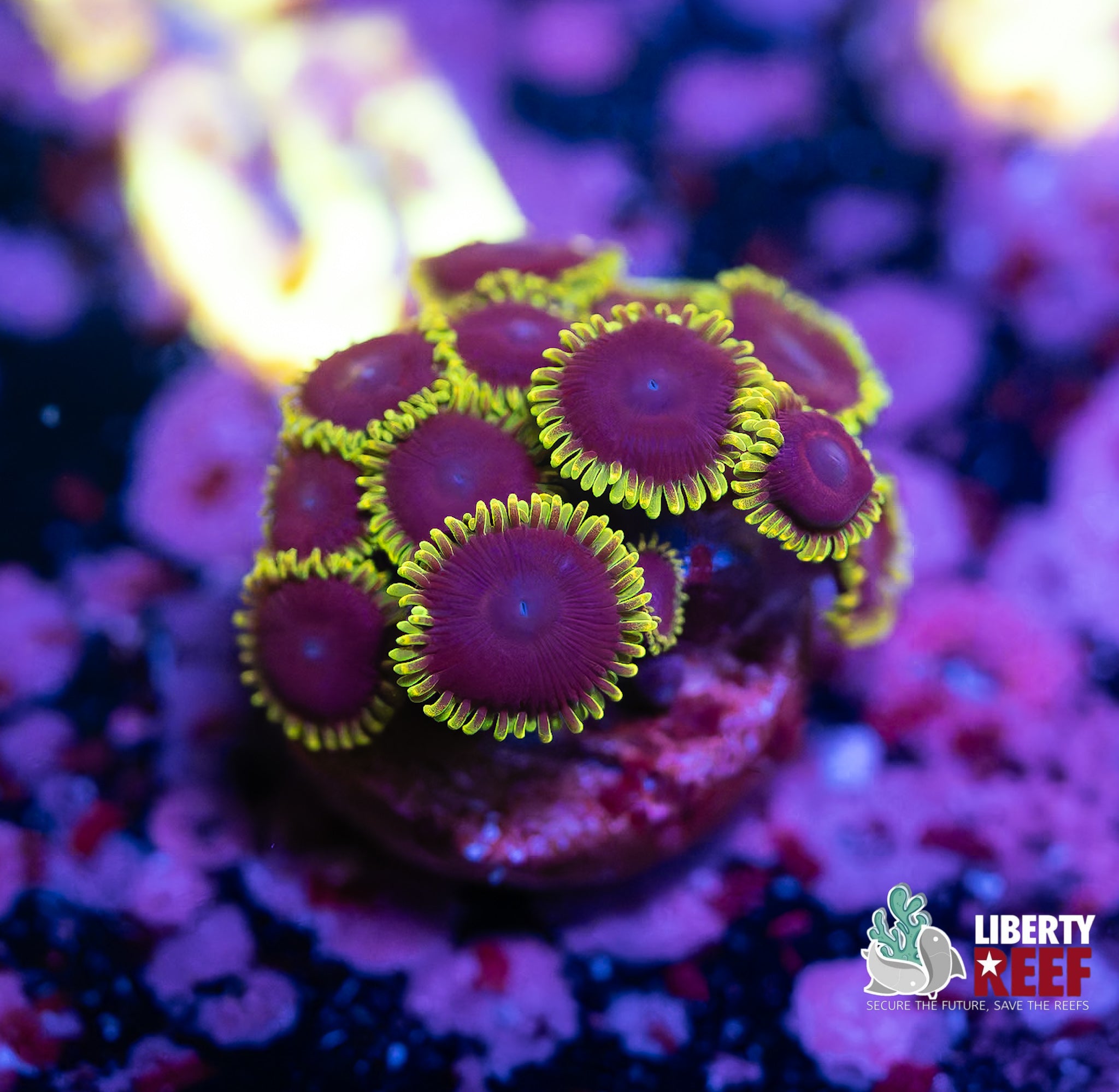 Purple Heart Zoas