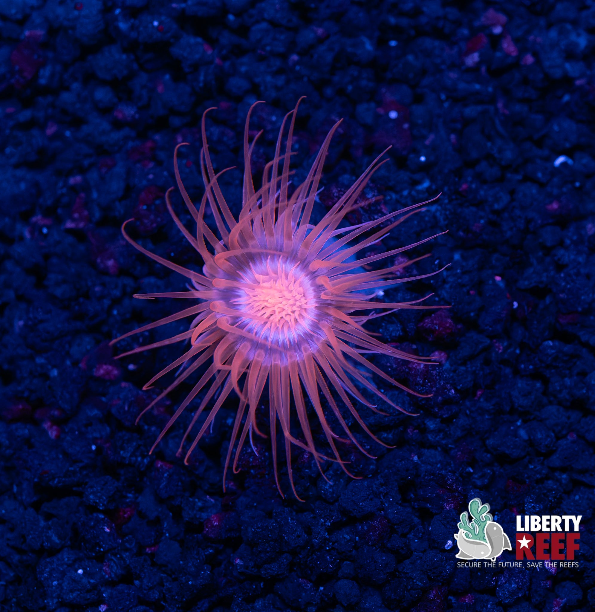 Celestial Tube Anemone