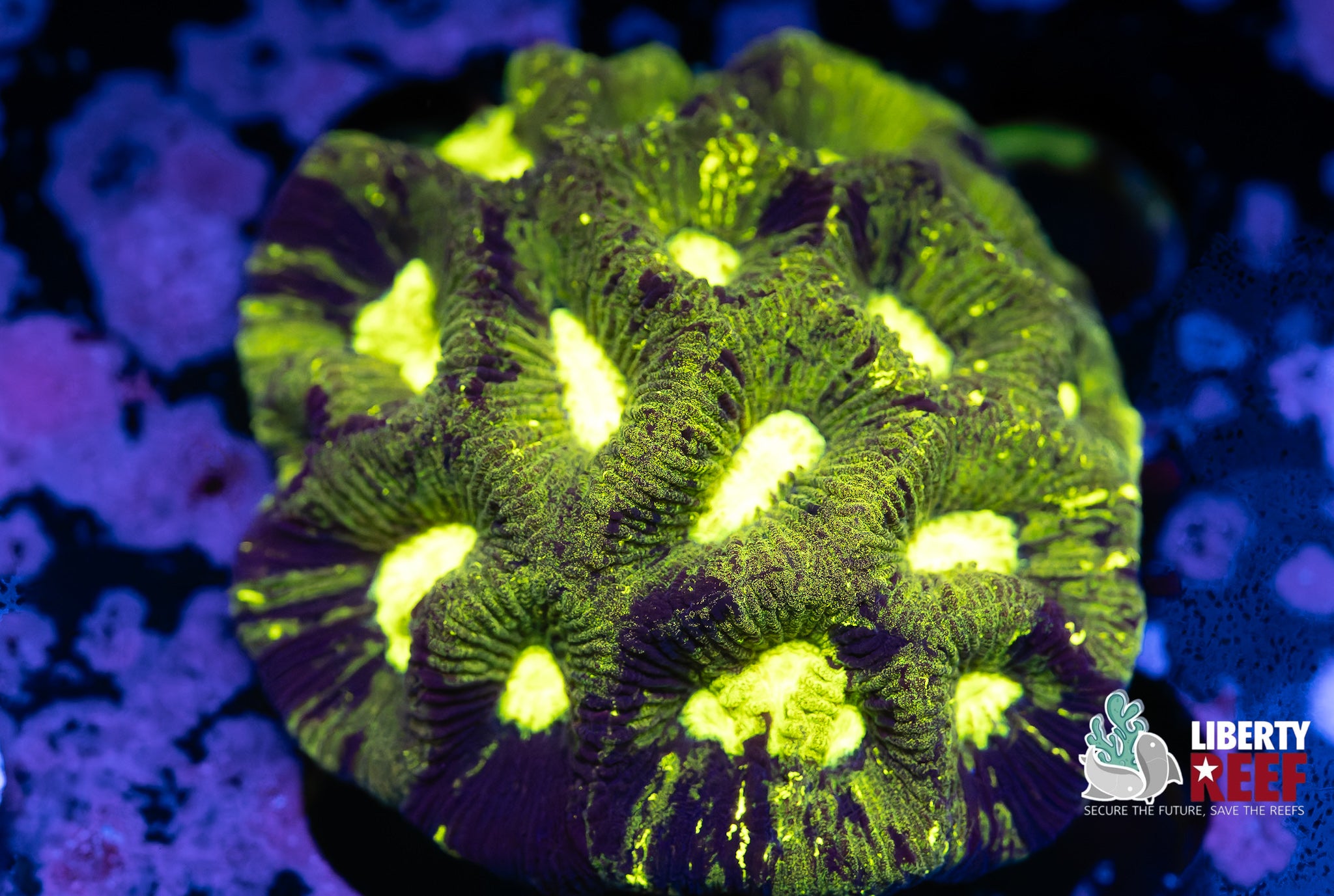 Nuclear Favia