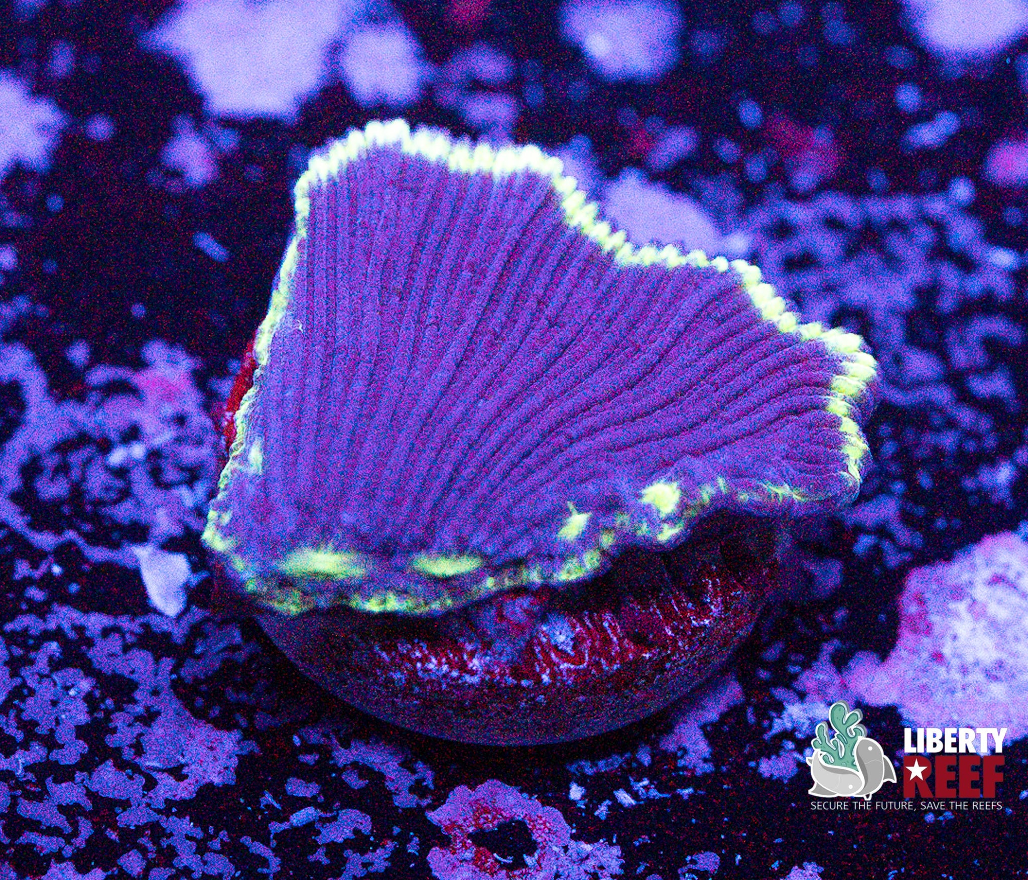 Mermaids Tail Plate Coral