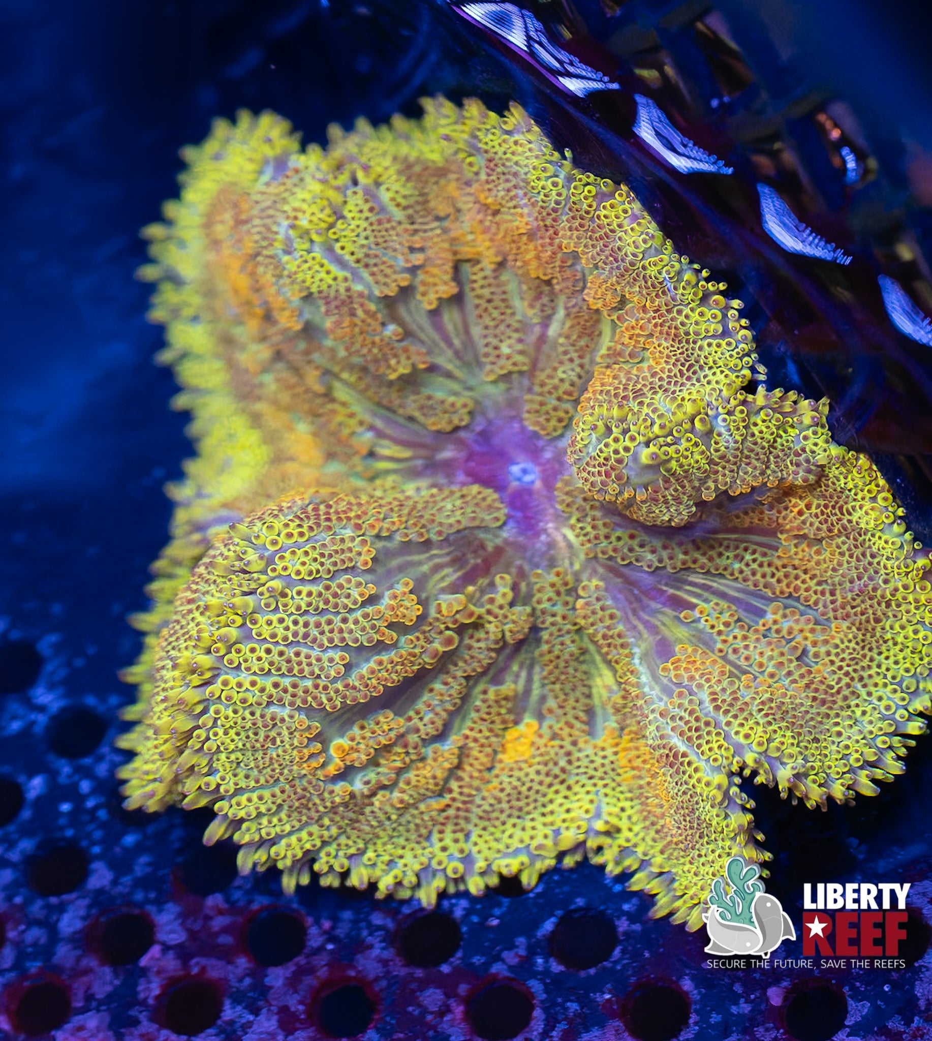 Wicked Mini Maxi Carpet Anemone