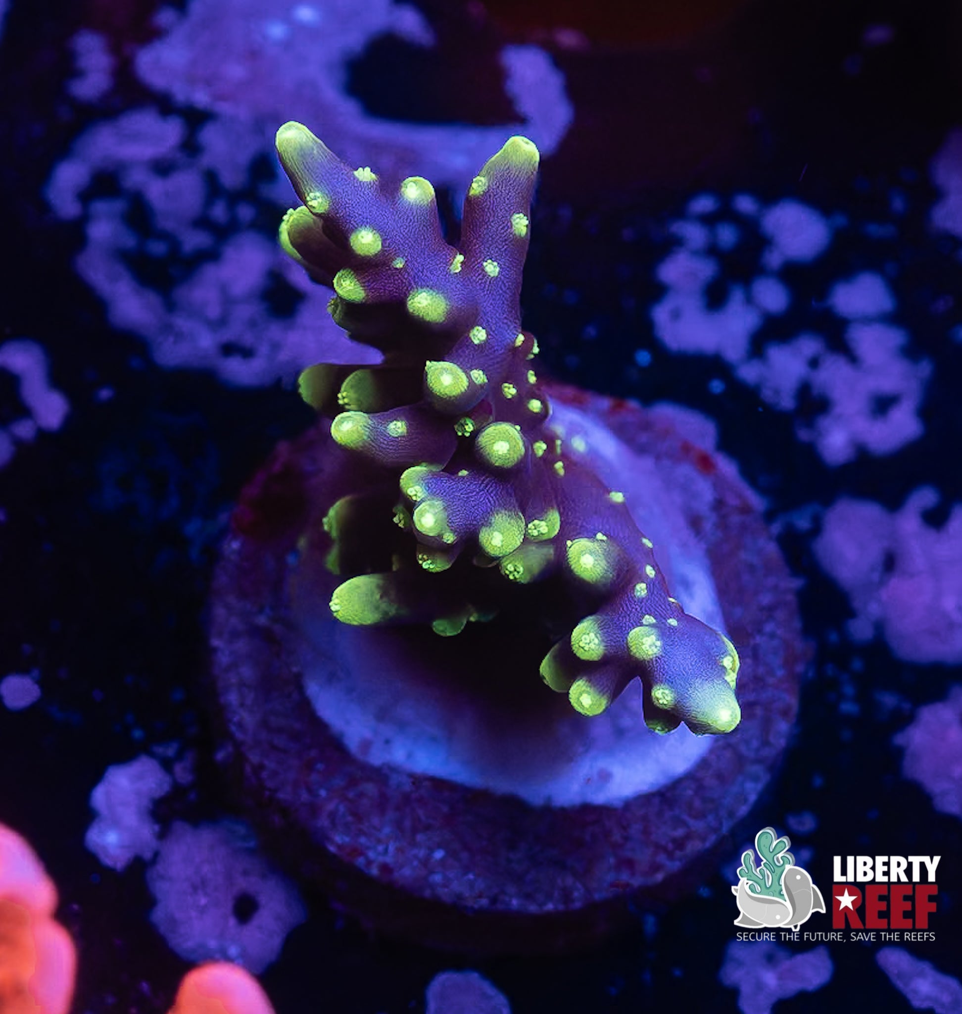 TSA Green Dragon Acro