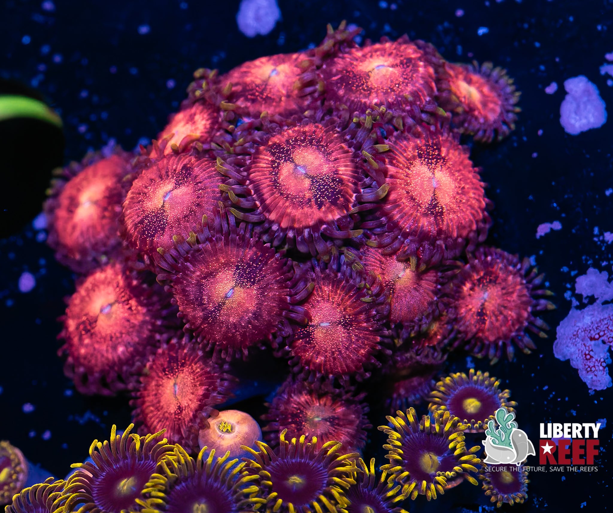 Pink Nirvana Zoas