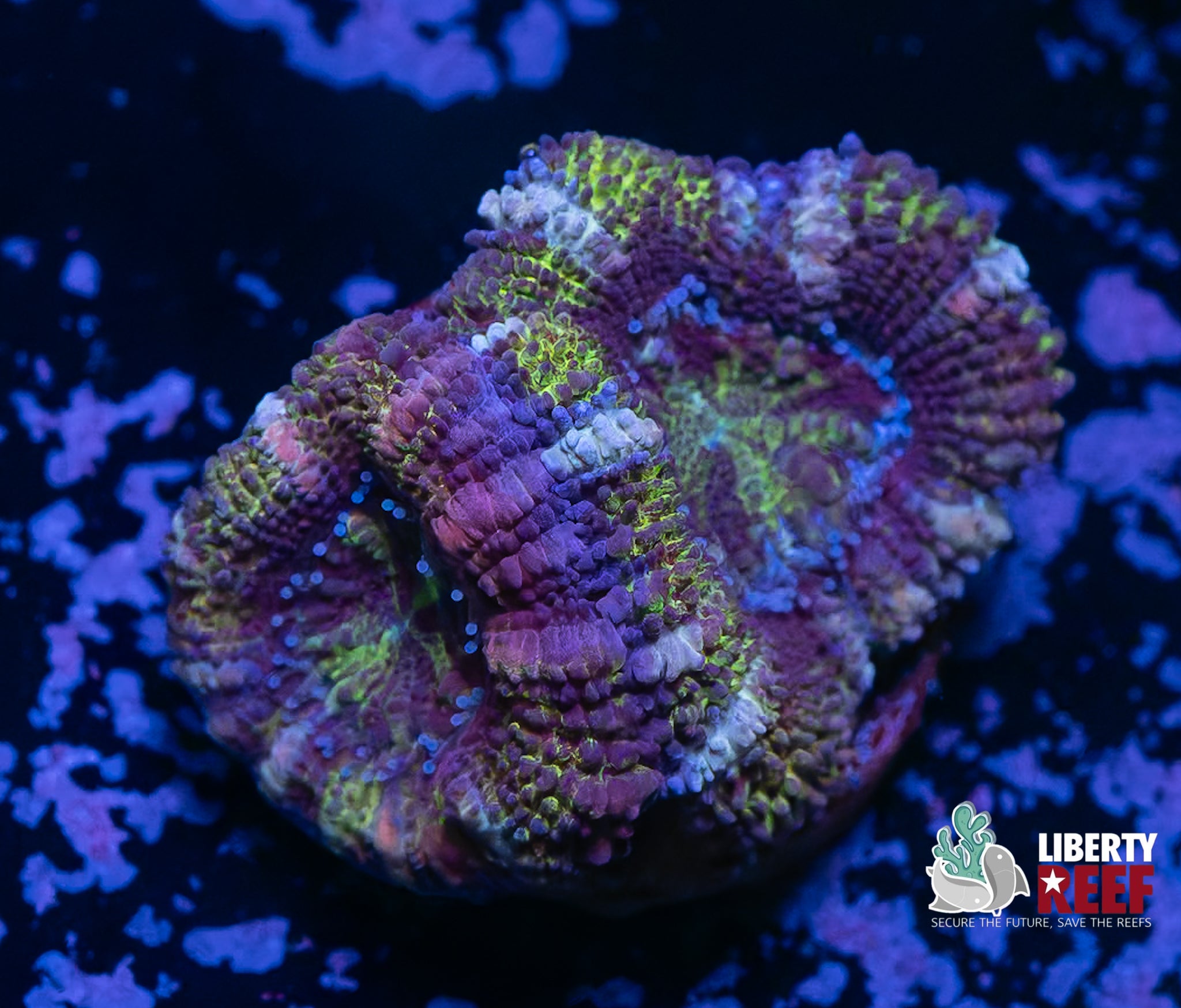 Green Stitches Acan