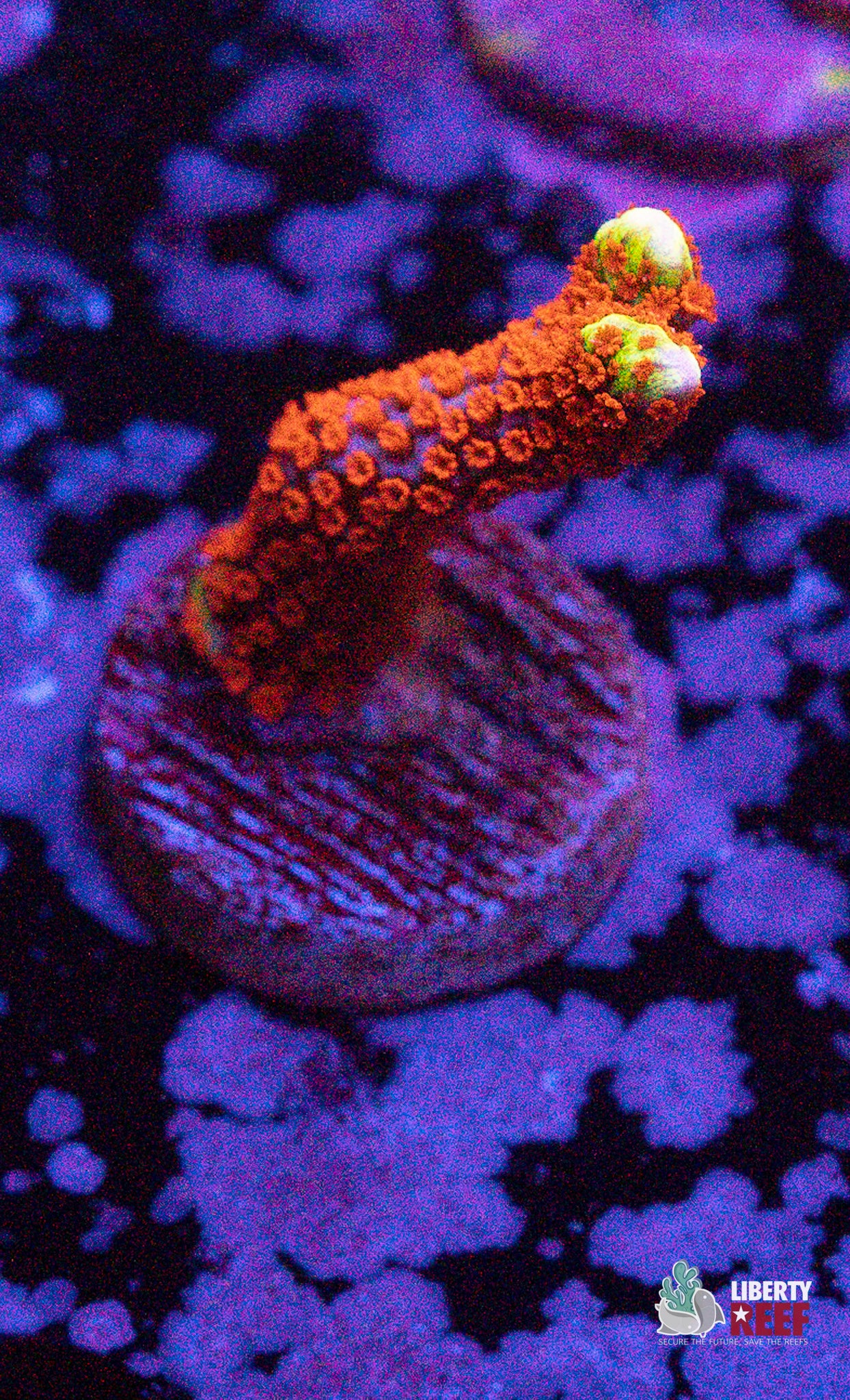 10/31 Online Auction