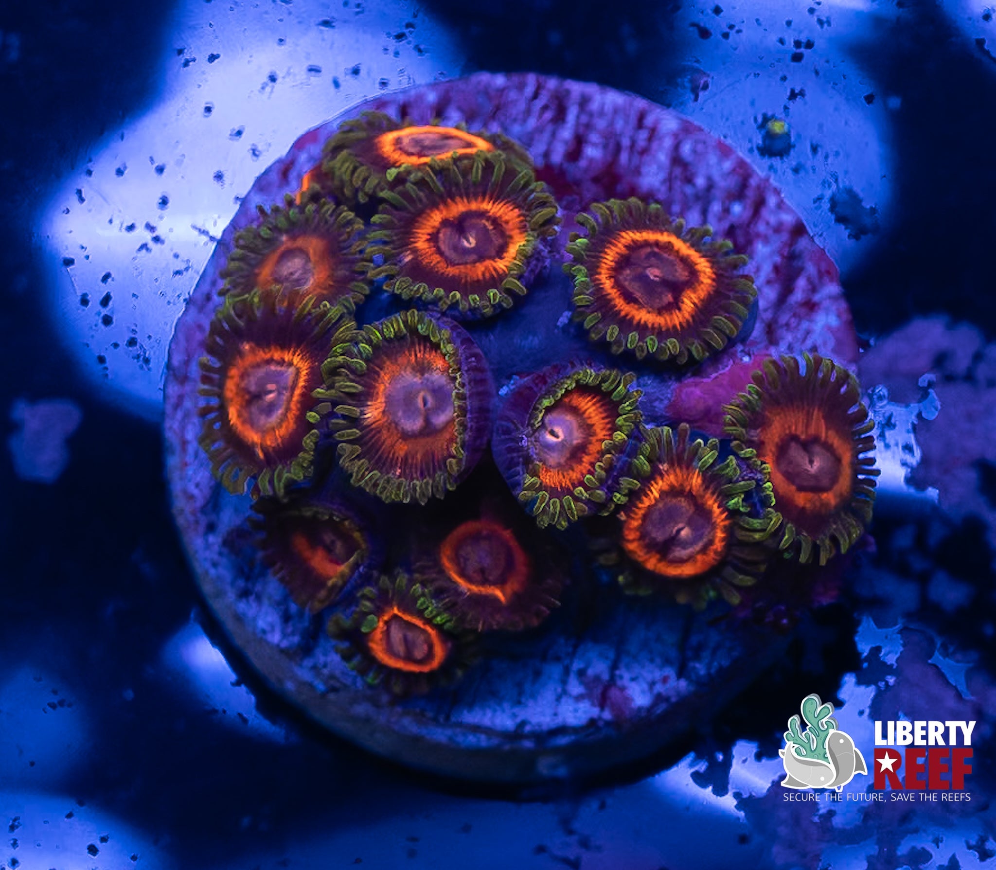 WHAMMIN Watermelon Zoas