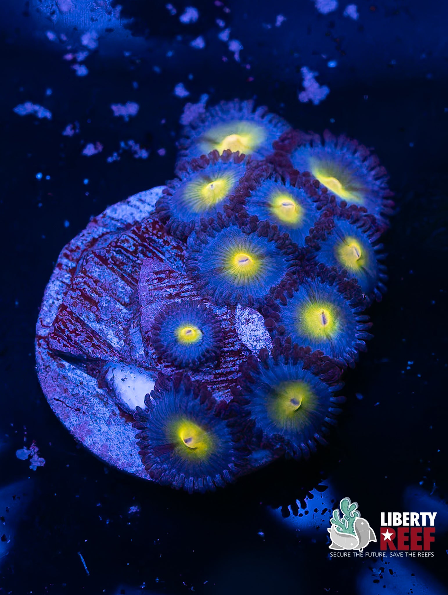 WWC AOI Zoas