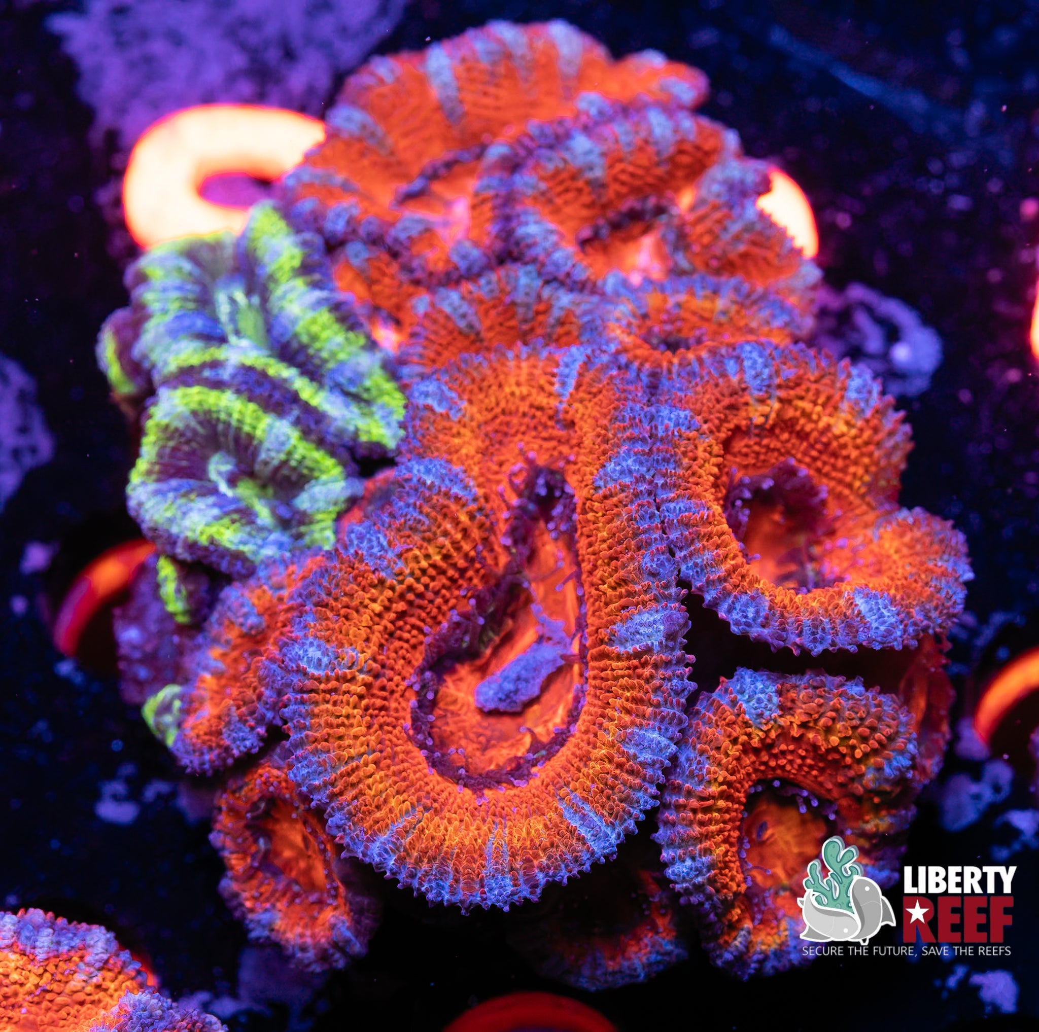 Ultra Acan Garden