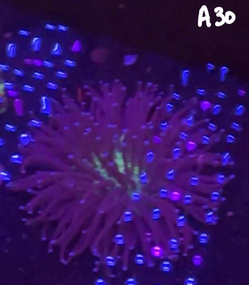 Cory Stephenson Buckley 10/18 Facebook Live Auction