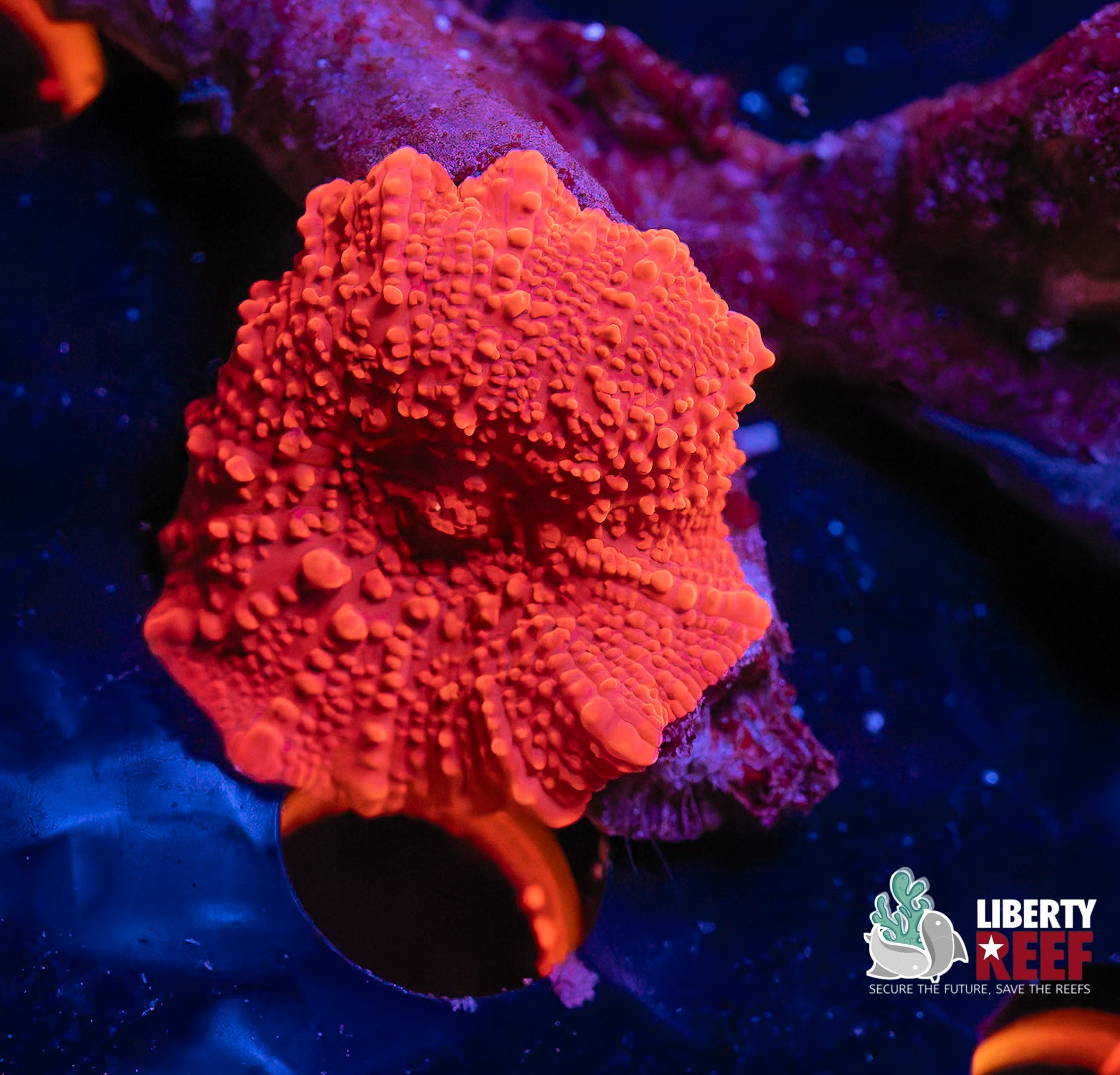 BRIGHT Ruby Rose Discoma Mushroom