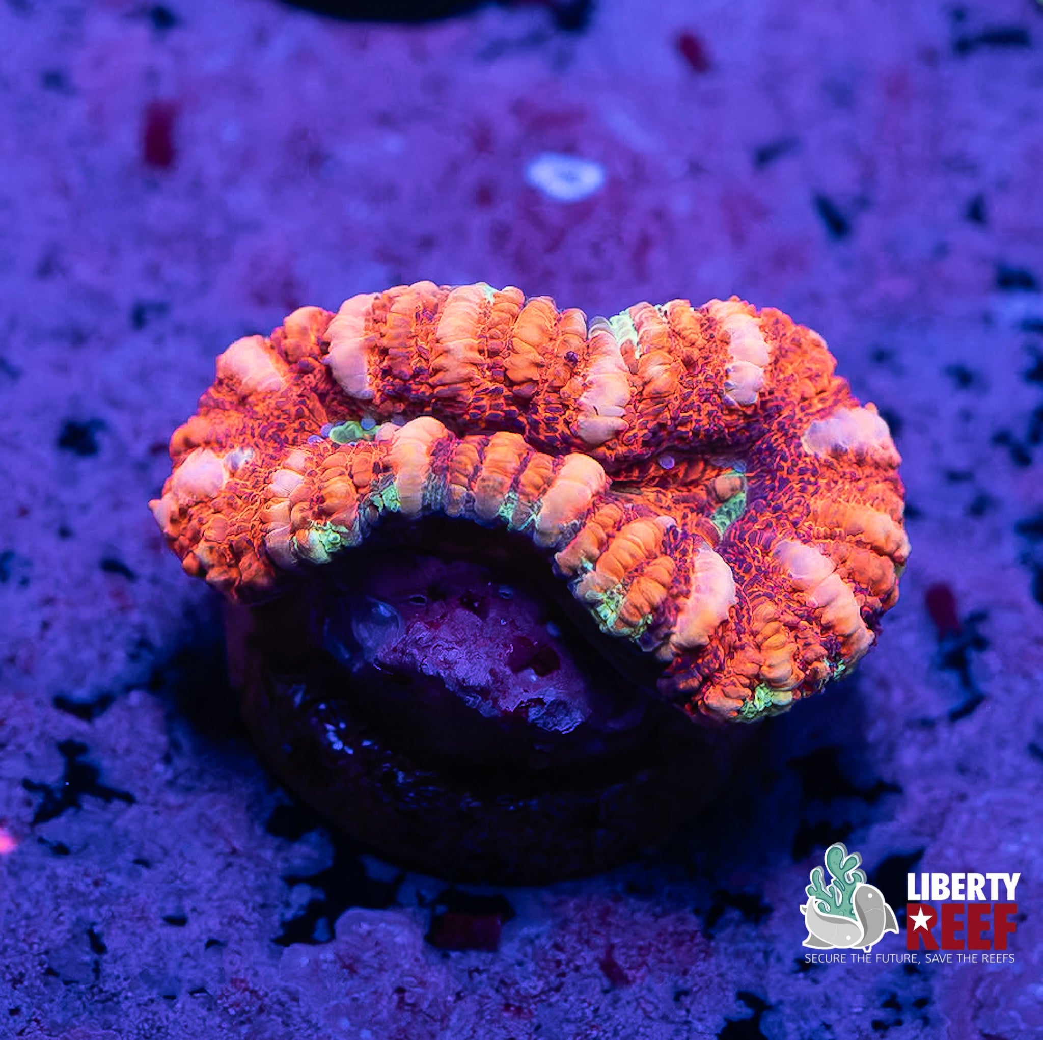Flamingo Flare Button Scoly