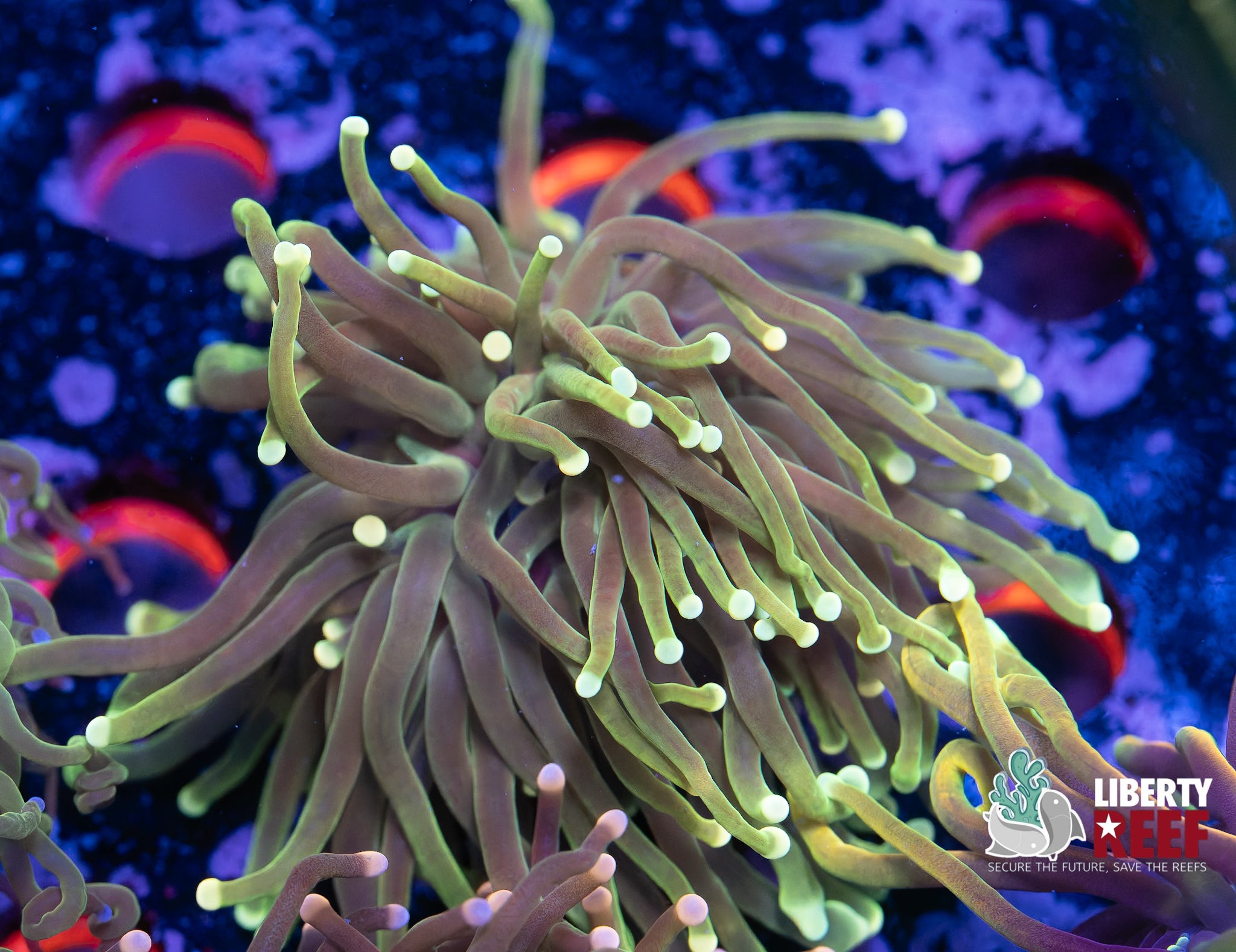 Malaysian Lemon Lime Torch