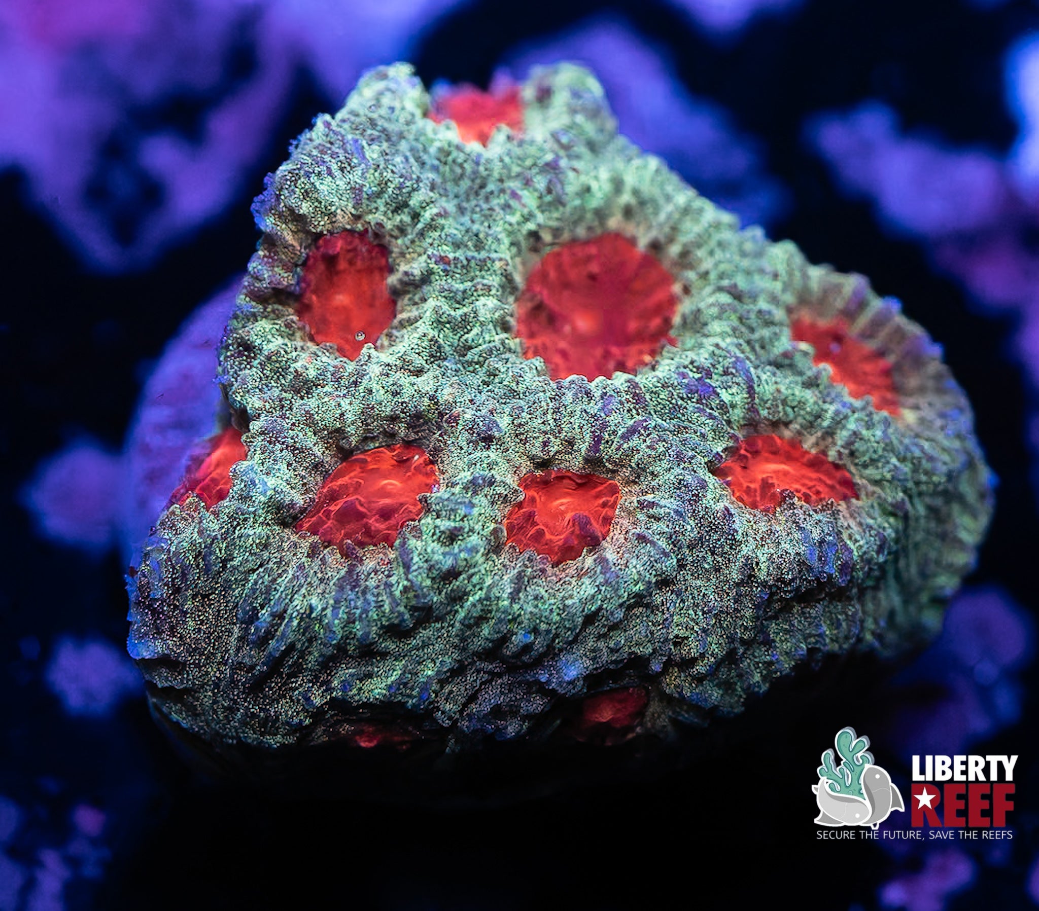Online Auction 9/5