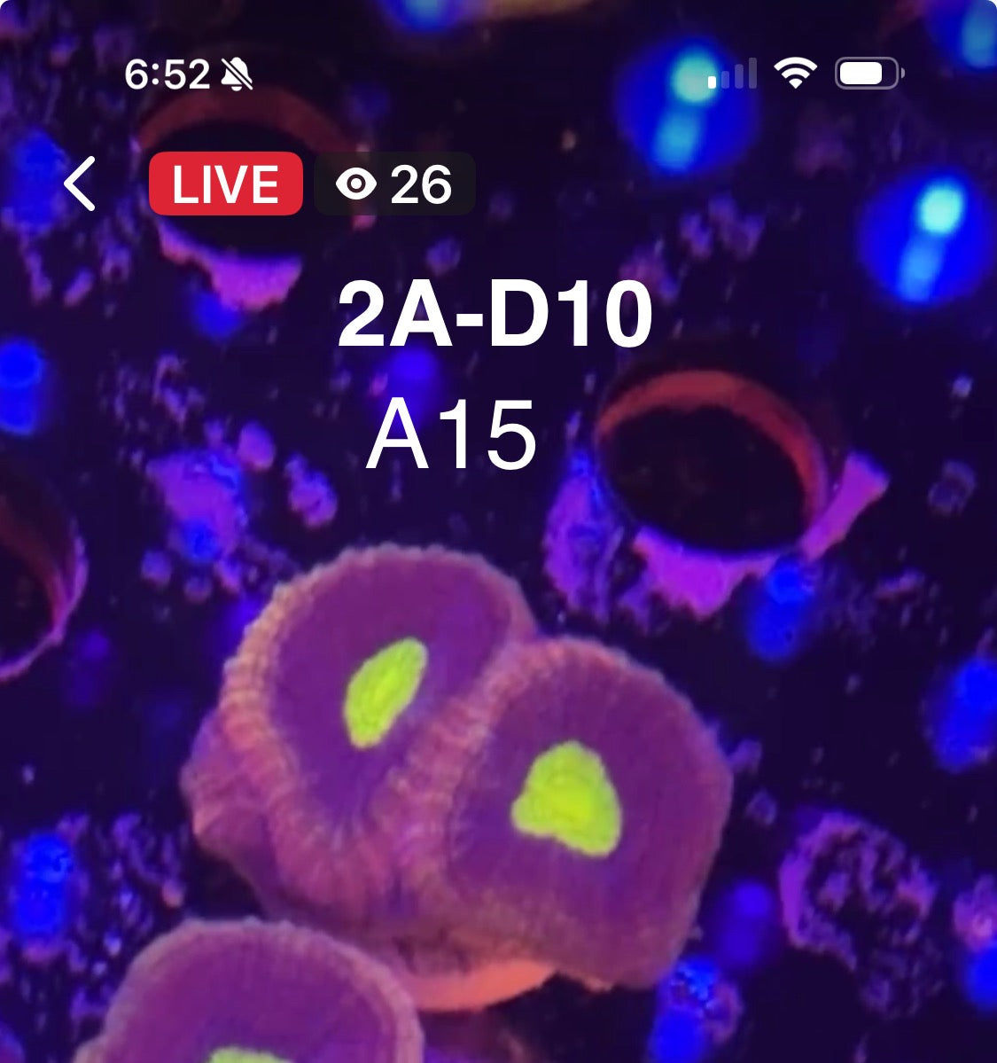 Facebook Live Auctioning