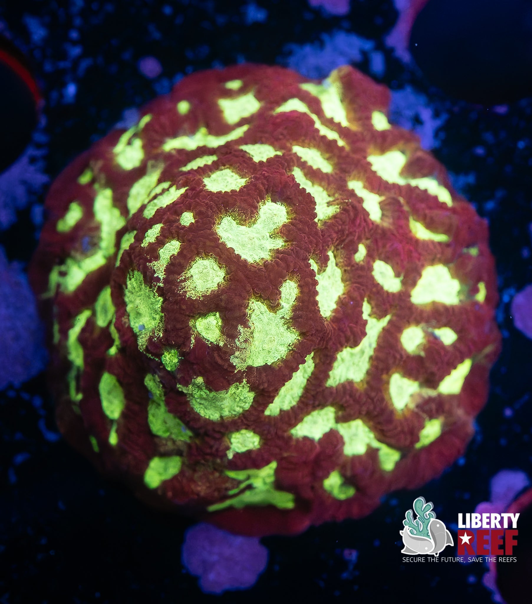 Purple Inferno Favia (1.5in plug)
