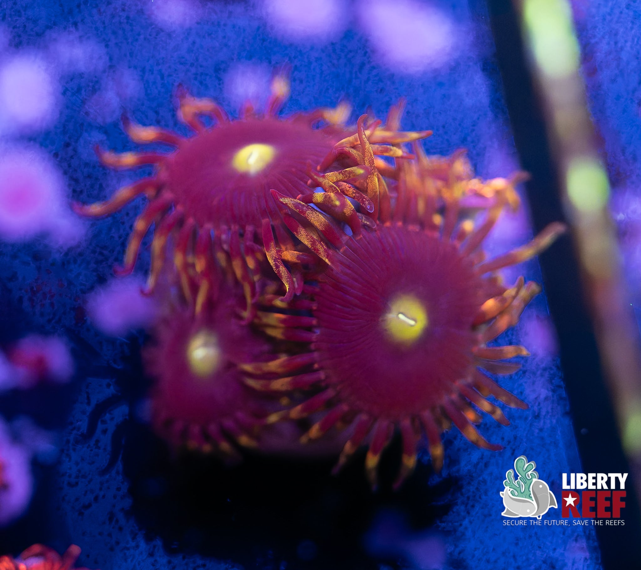 Big R Bozo Birthday Zoas