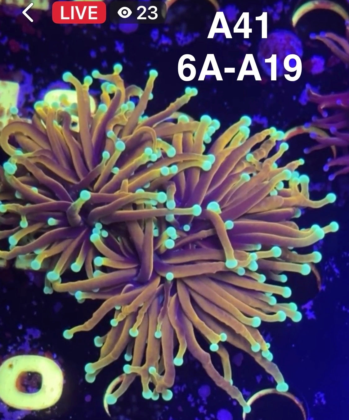 8/30 Facebook Live Auction