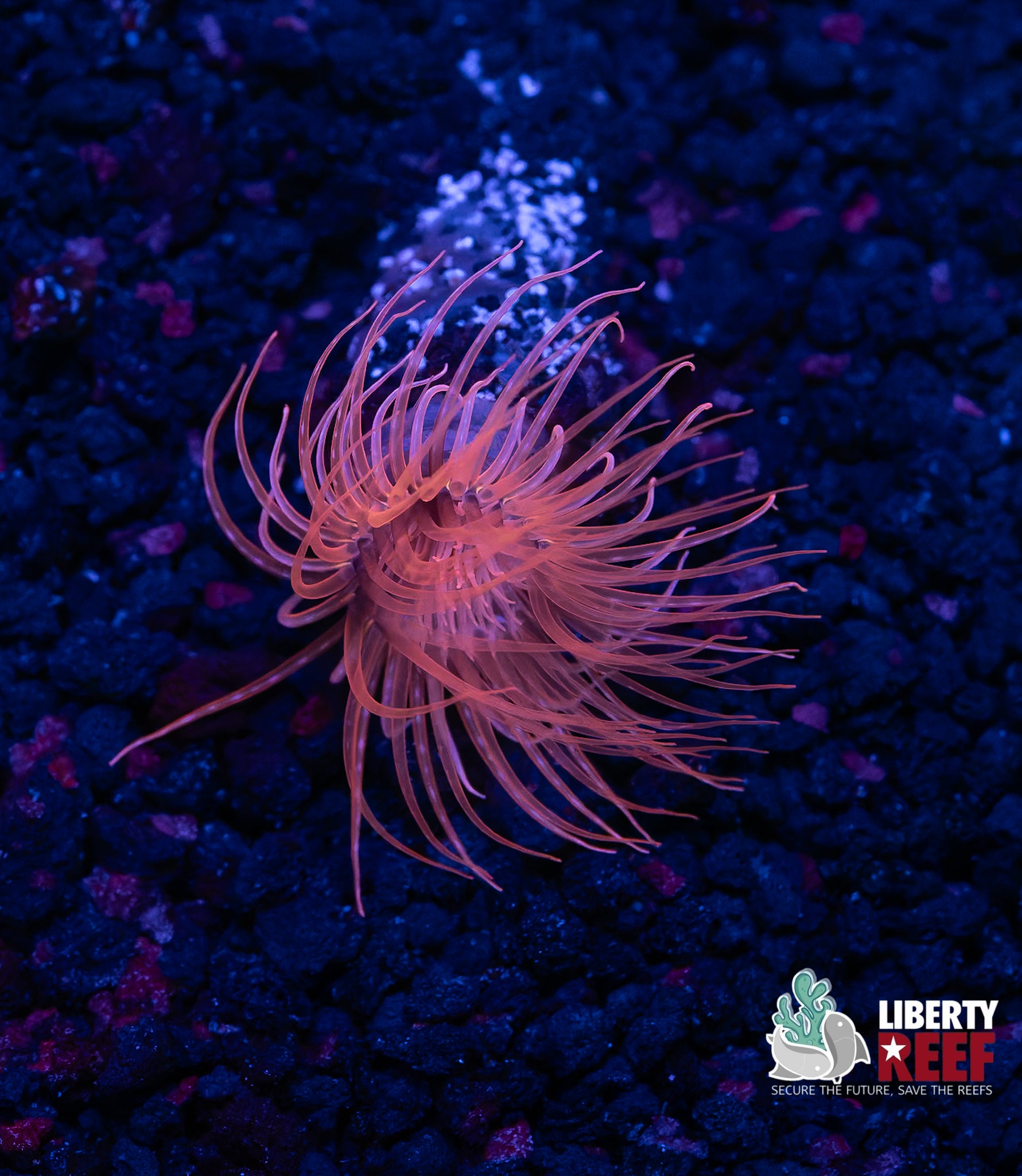 Pink Burst Tube Anemone