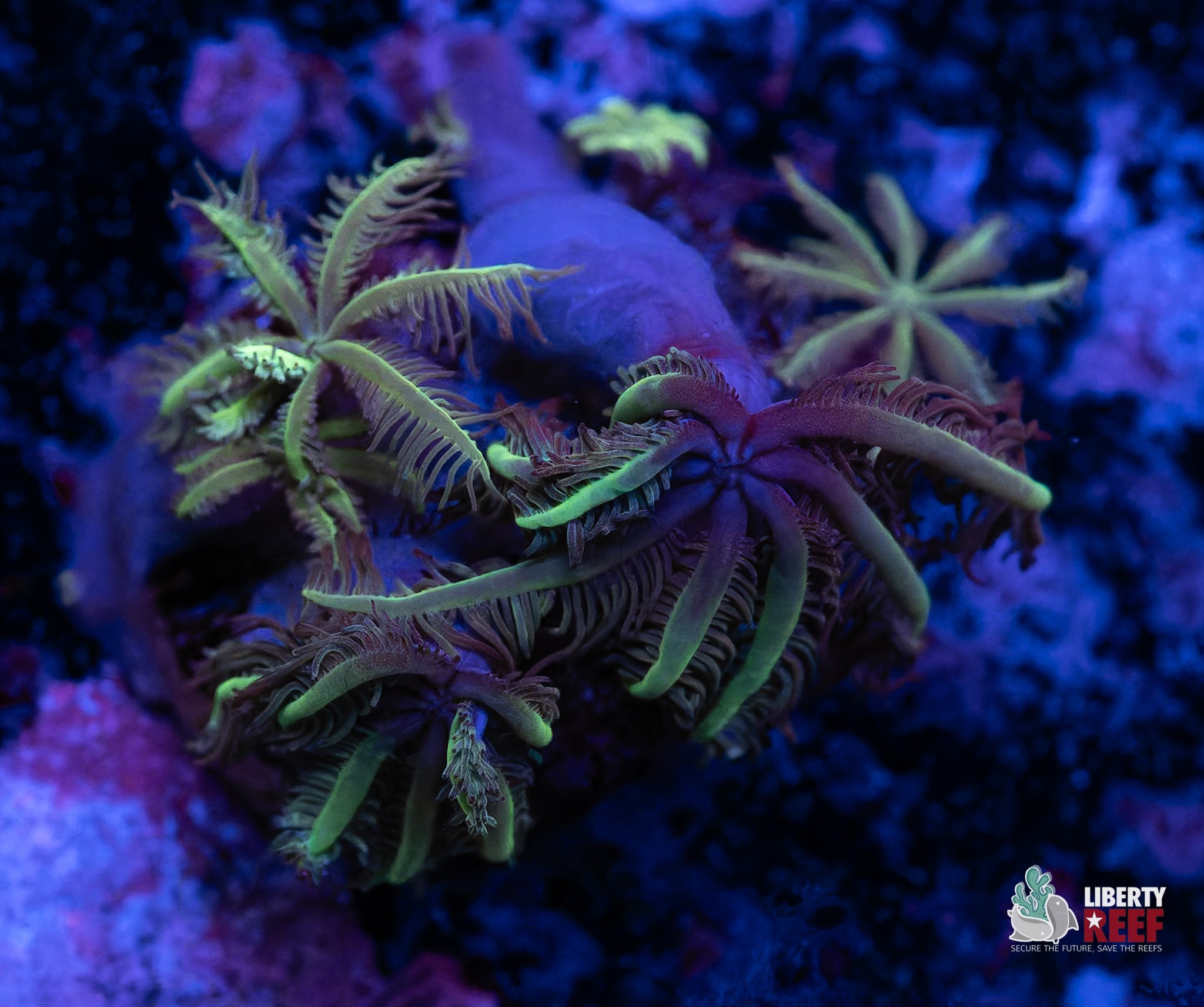 Wicked Palm Tree Cloves