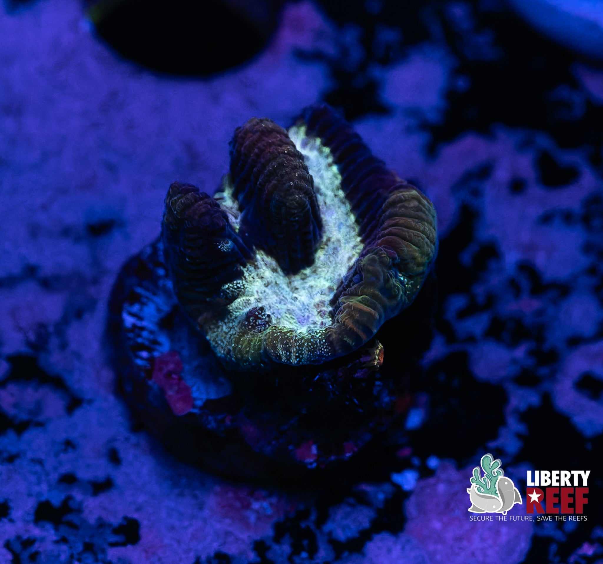 Blue Lagoon Maze Coral