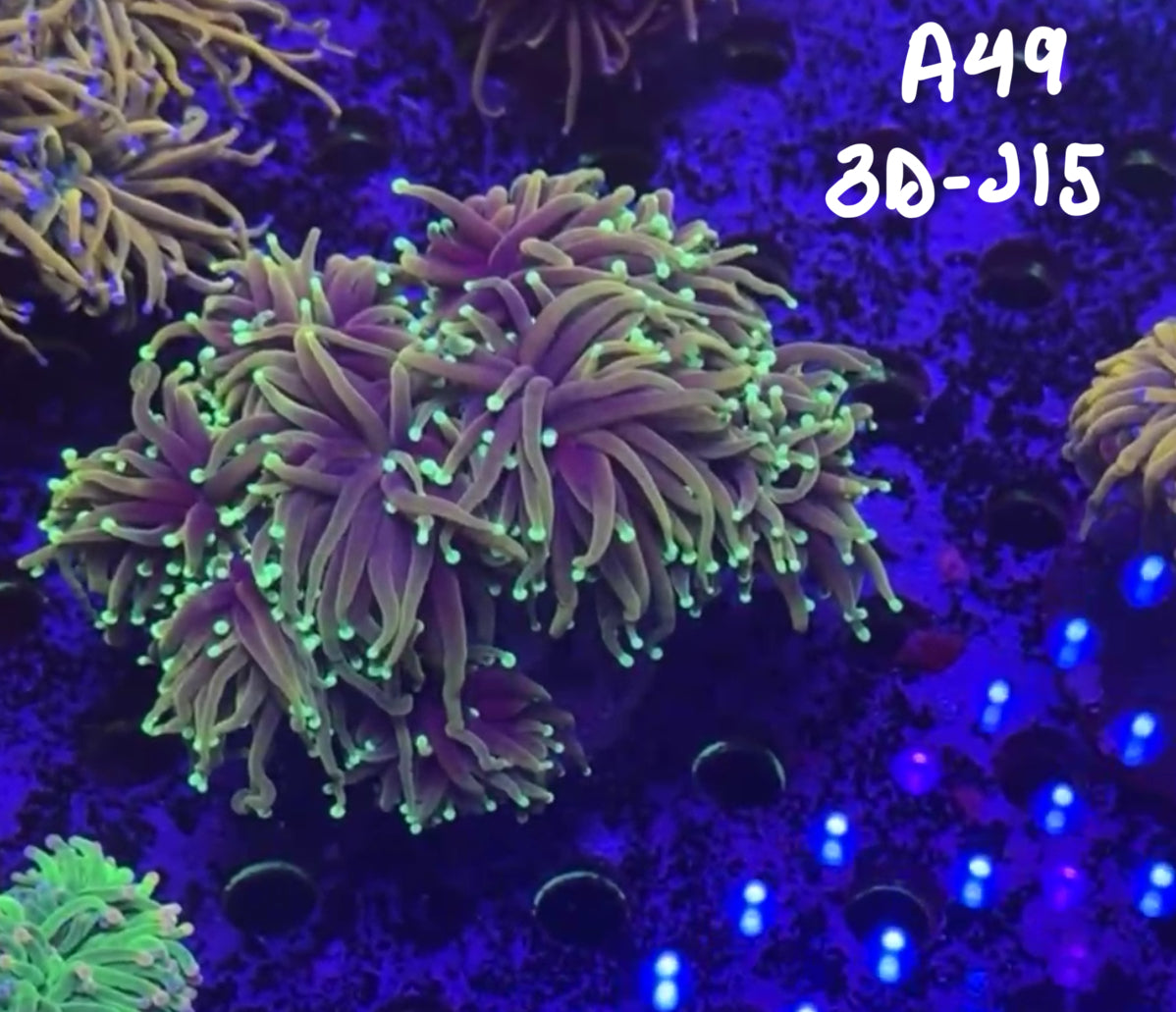 Cory Stephenson Buckley 10/18 Facebook Live Auction