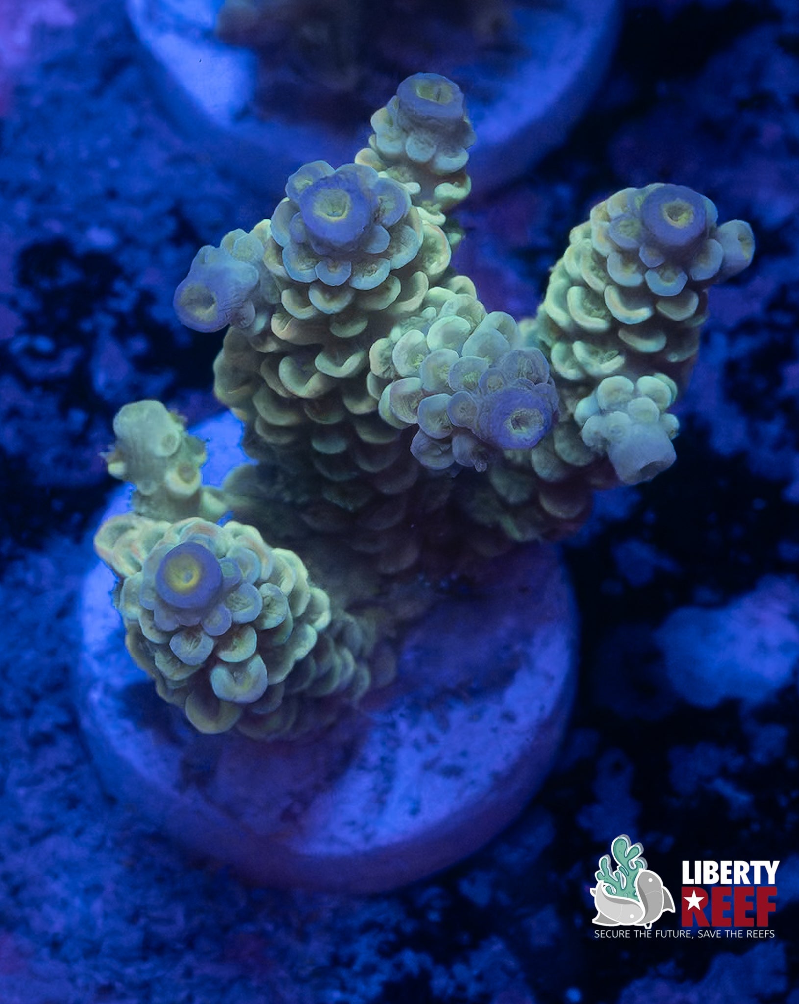 Iced Out Tenuis Chunky Acro