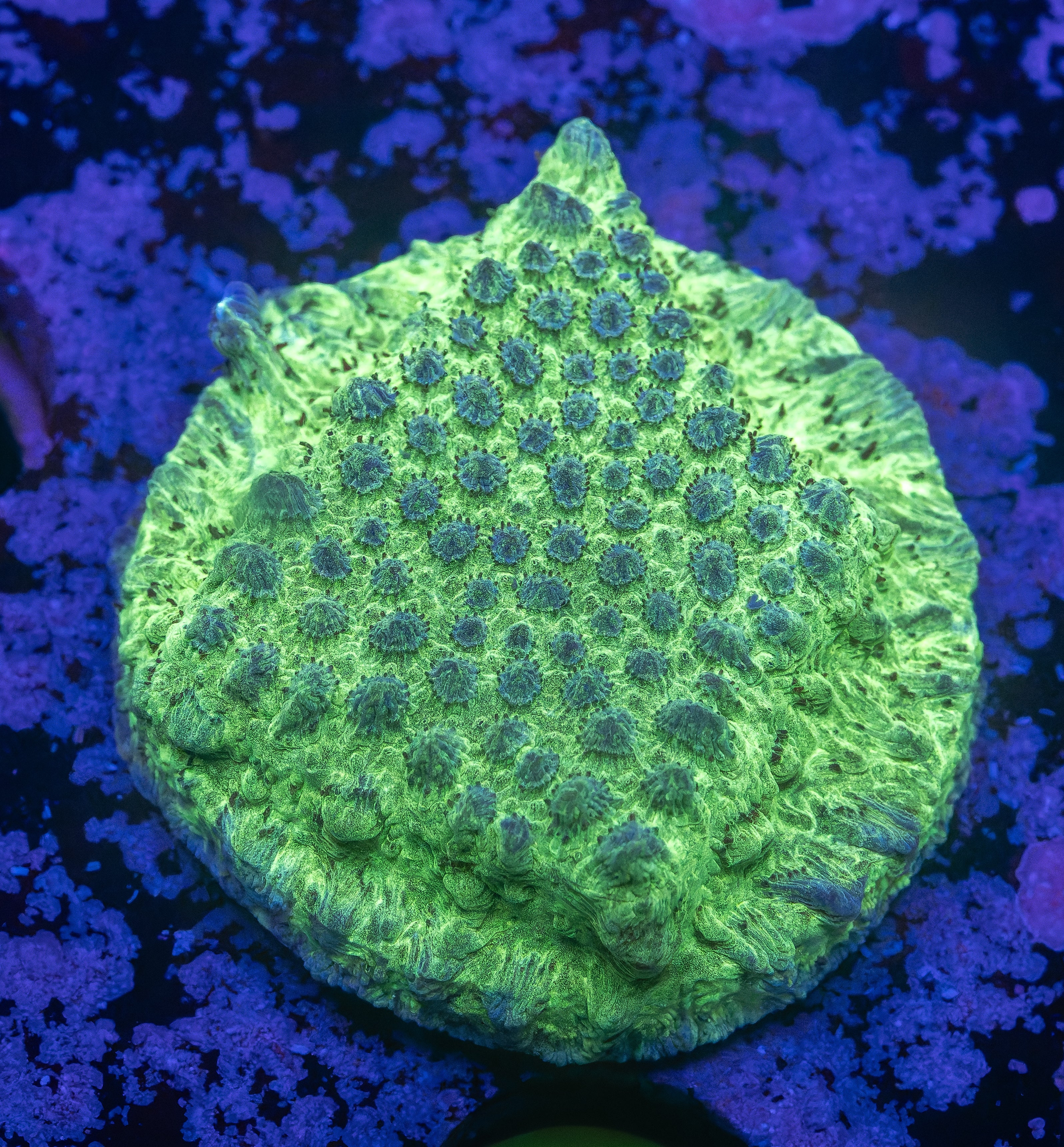 Hulk Cyphastrea