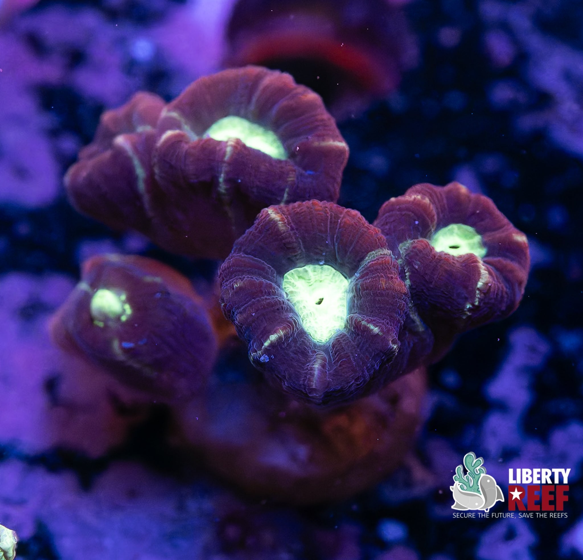 Alien Eye Candy Cane