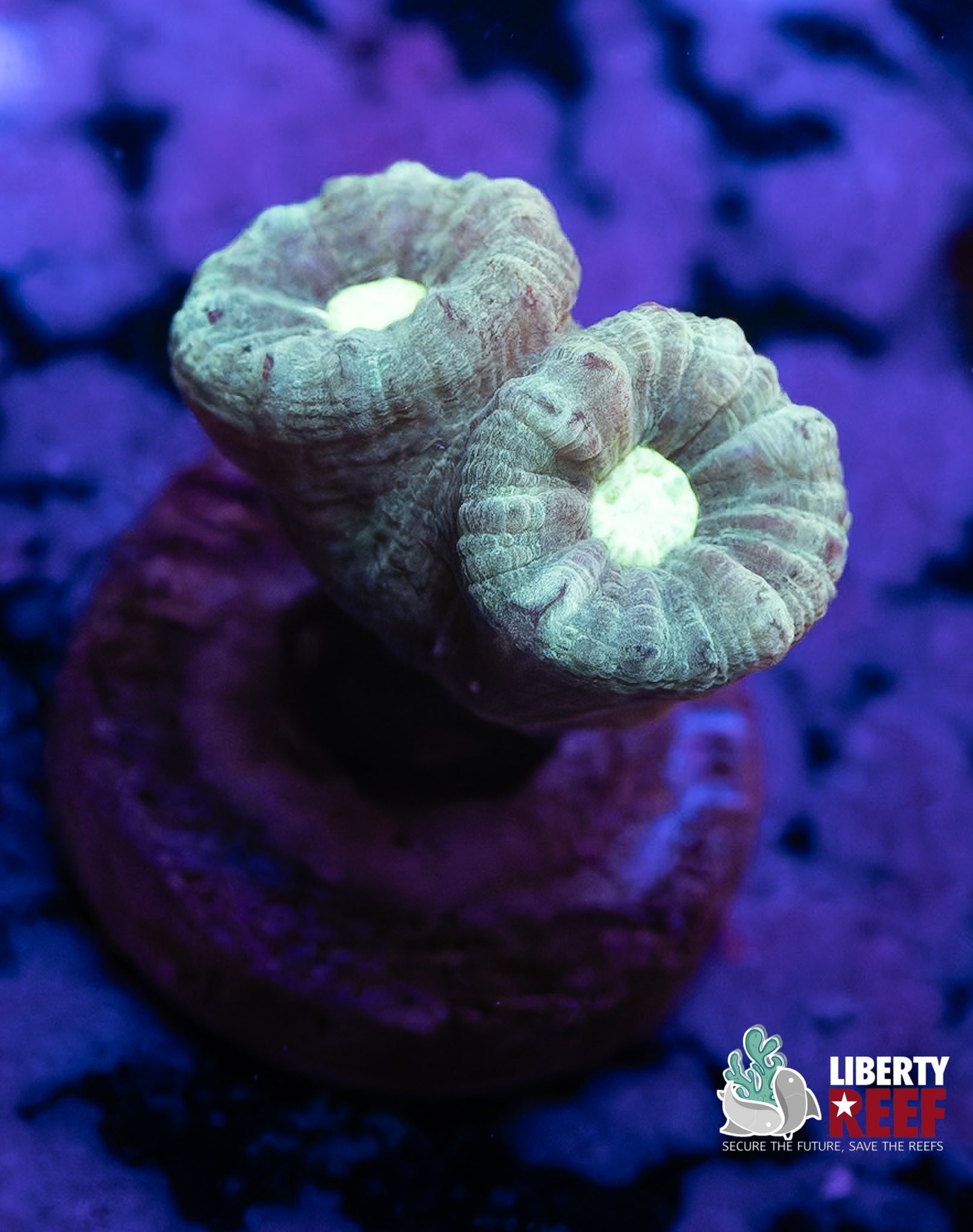 Yellow Eyed Candy Cane