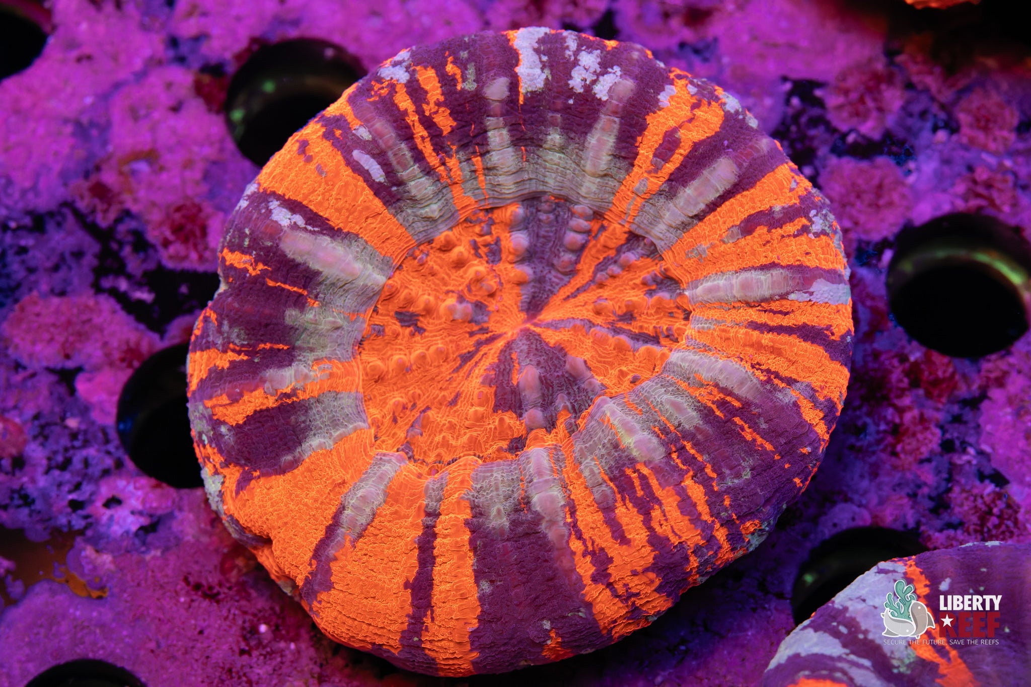 Ultra Warpaint Scoly