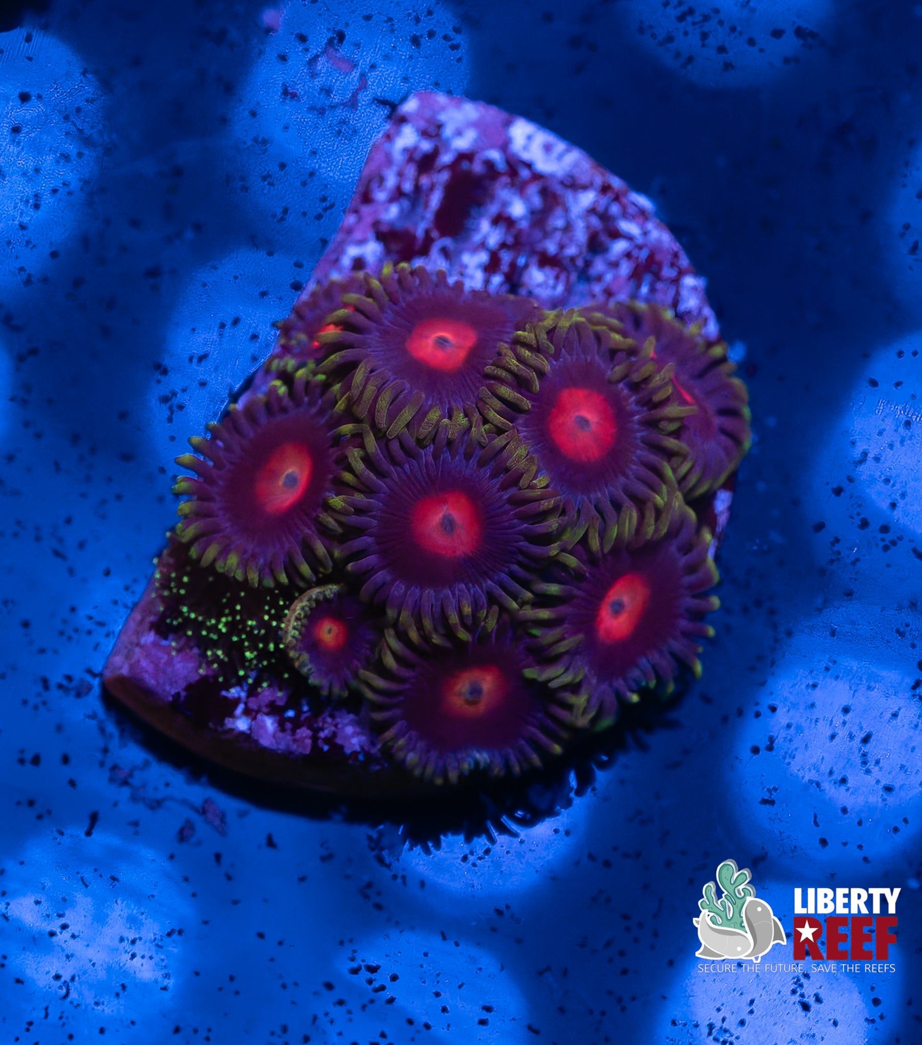 Snow White Zoas