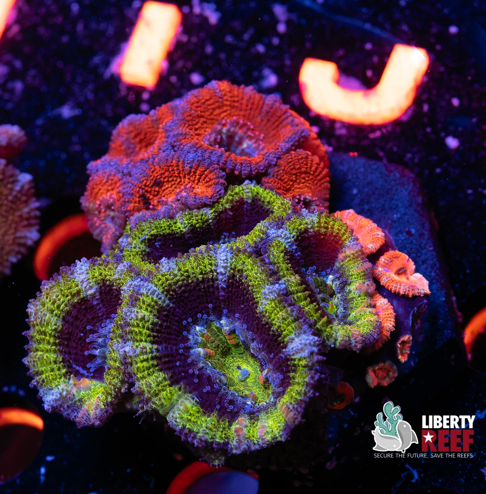 Ultra Acan Garden