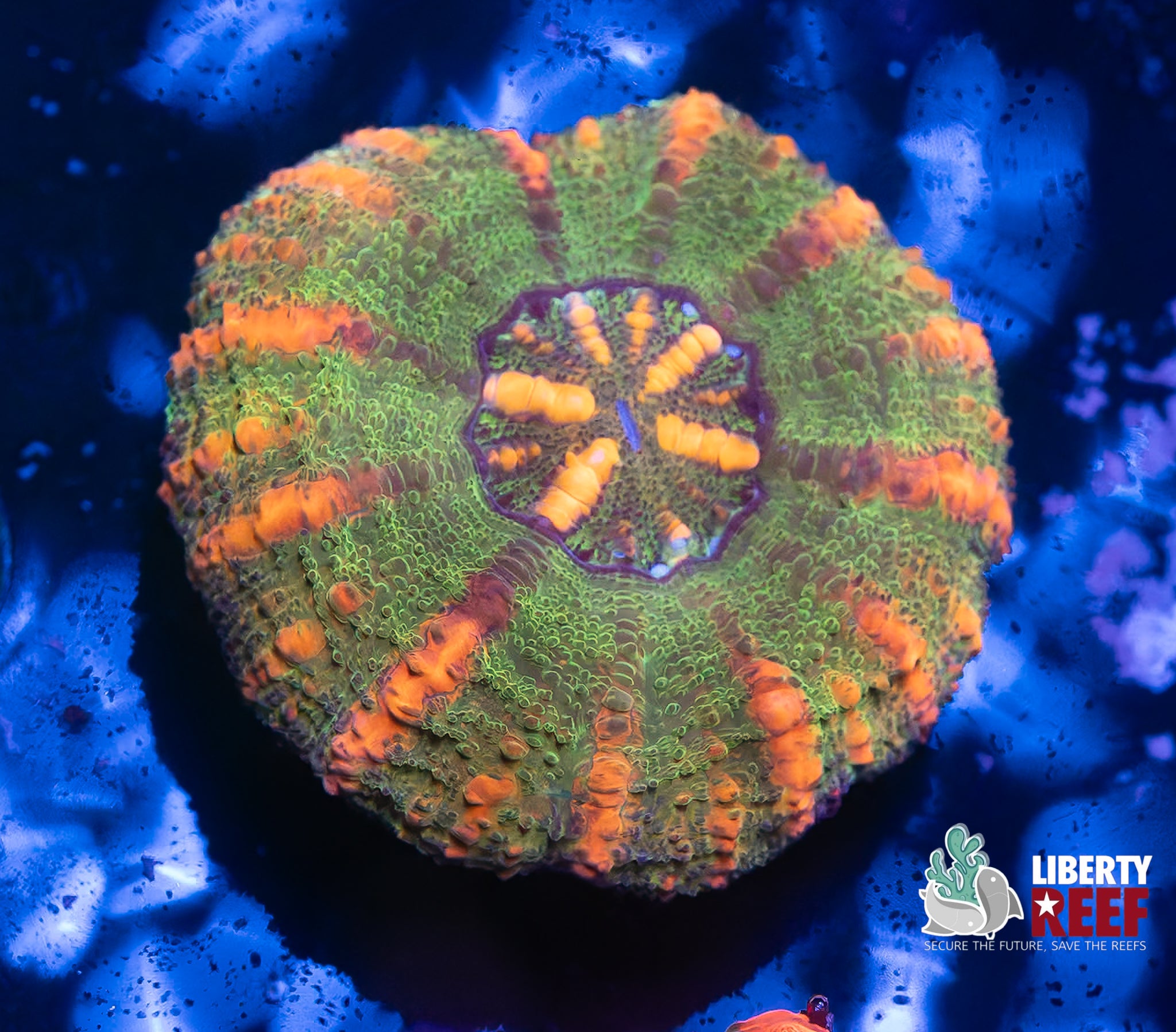Ultra Croc Island Button Scoly