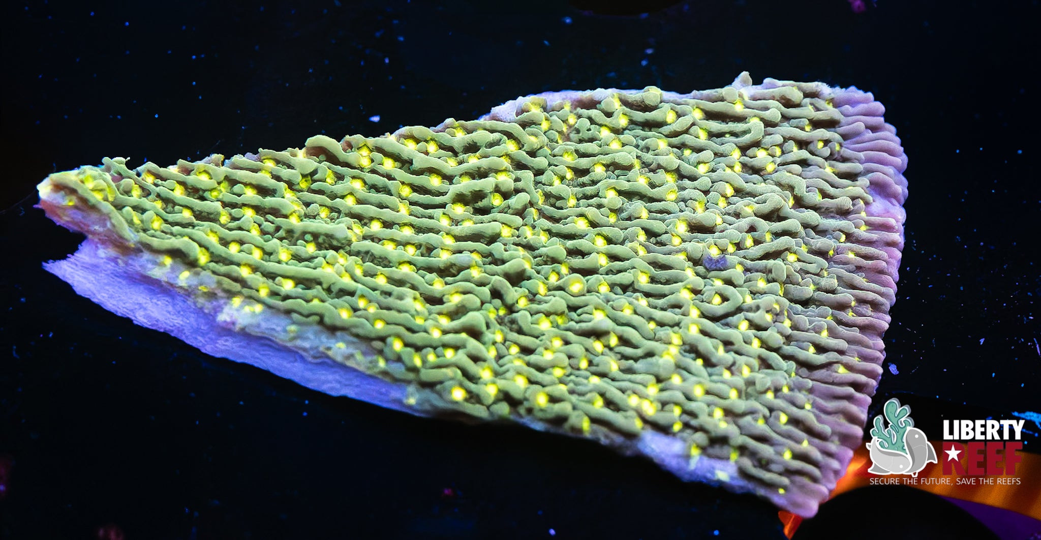 Lightening Strike Montiopora