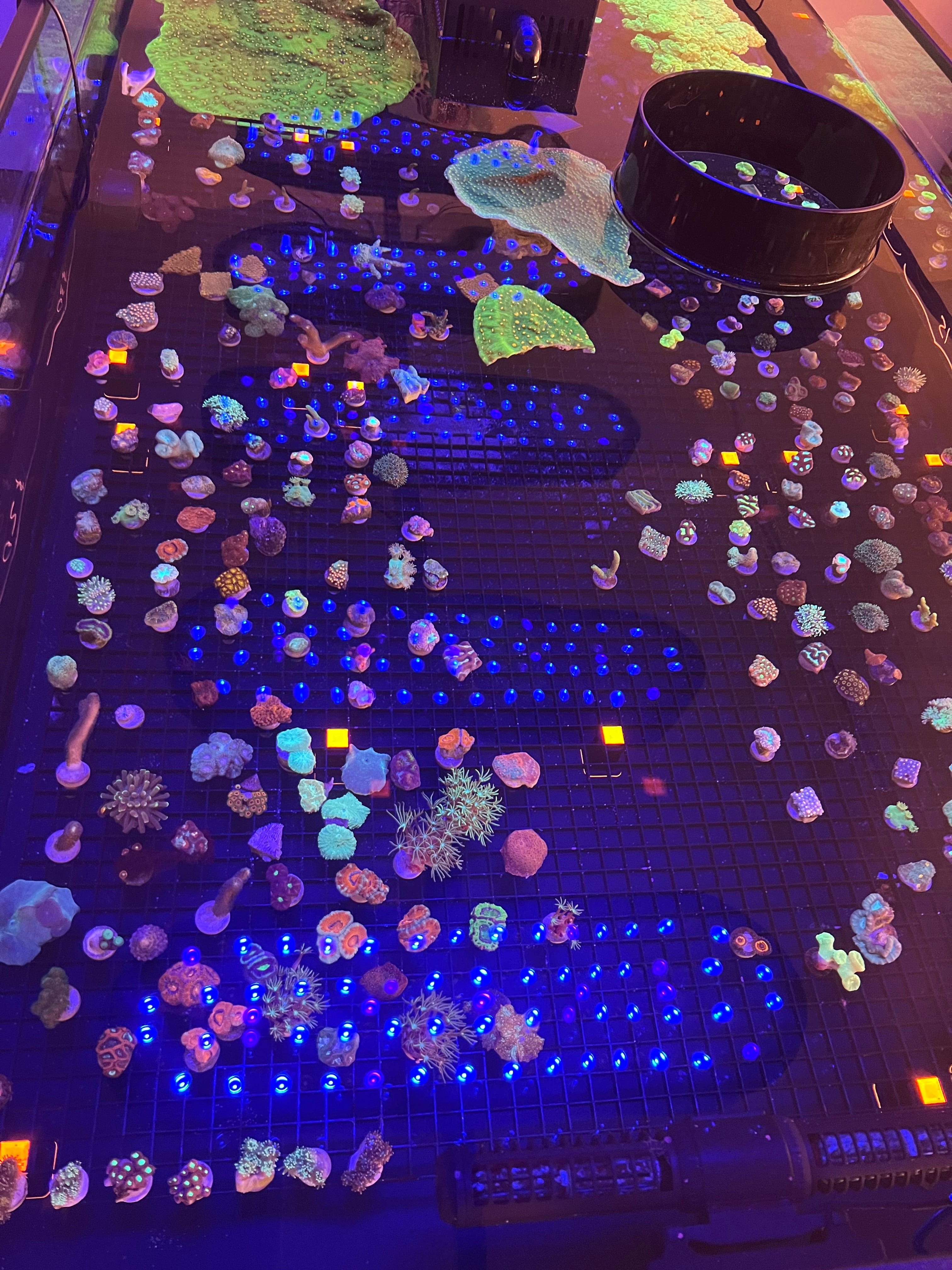 Mystery LPS/Softie Frag 10 Pack