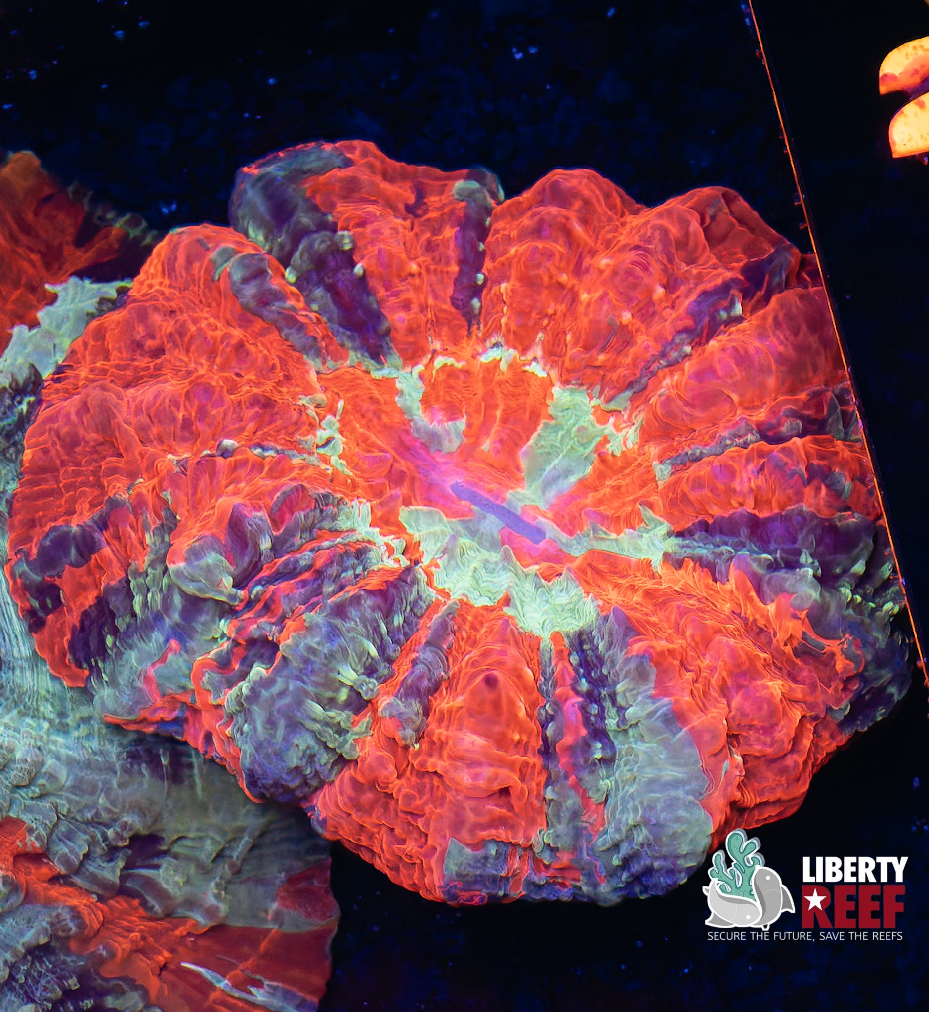 Ultra Inferno Acantho (Medium/Large)