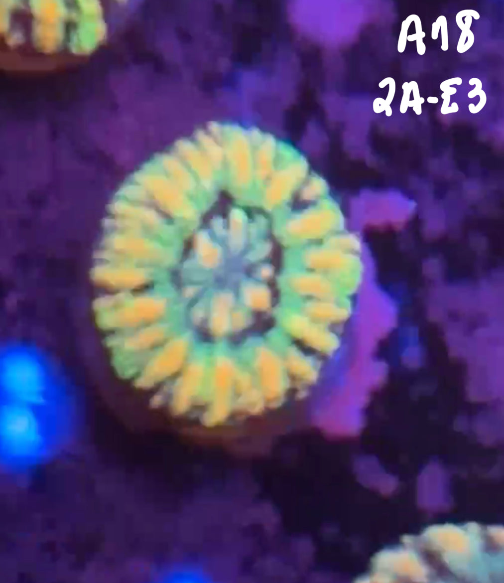 Kevin Van Coutren 10/25 Facebook Live Auction