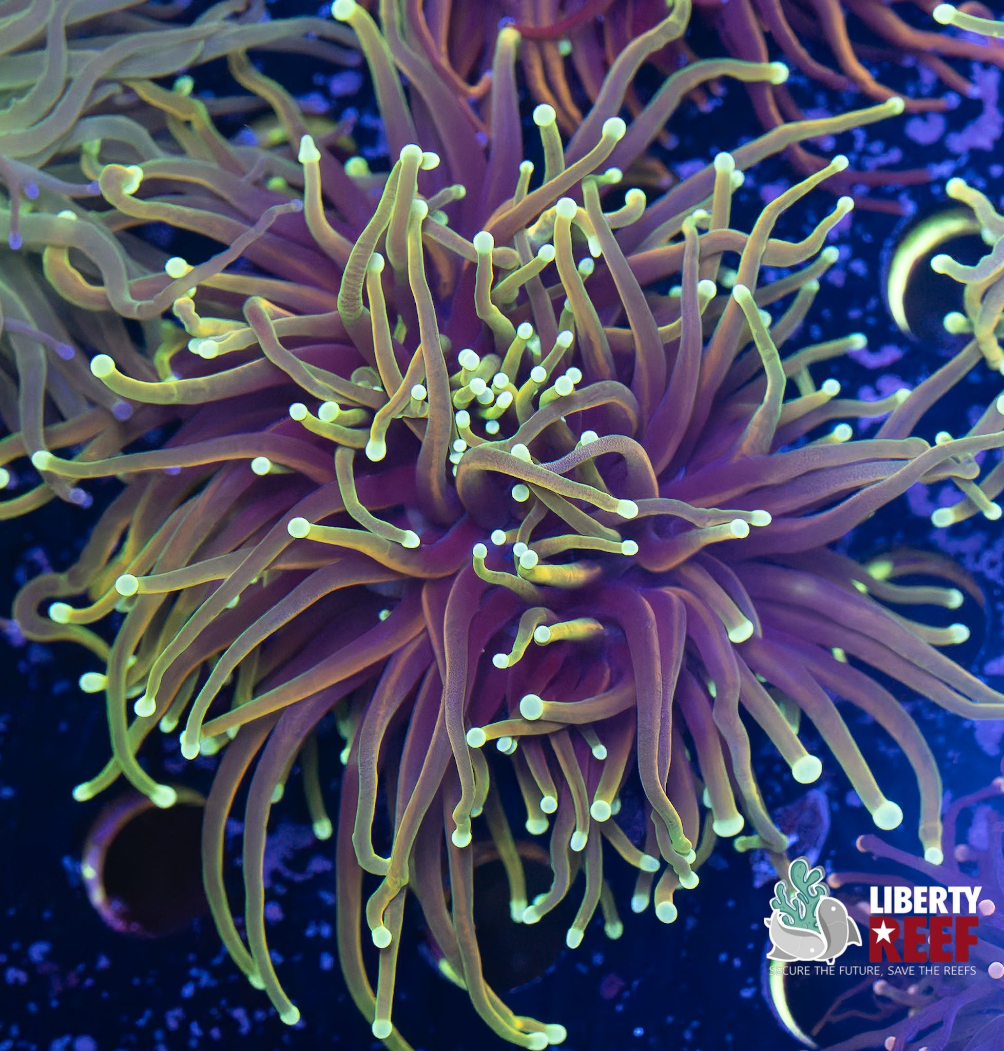 Double Dragonsoul Torch